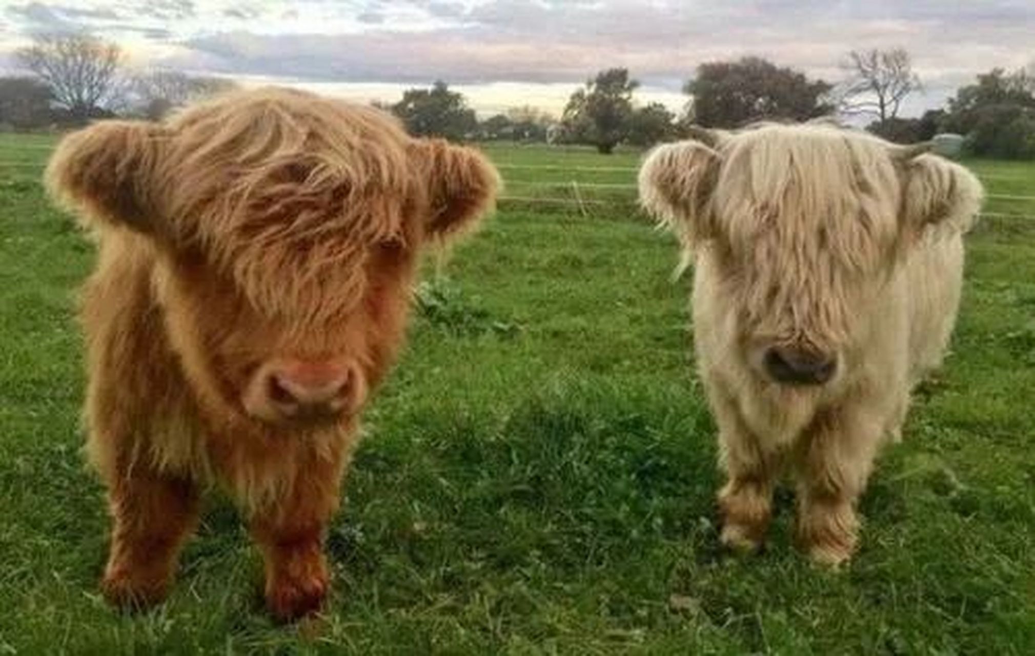 牛牛怎么这么萌,外号叫"非主牛" 高地牛,一种古老的品种 身体健壮