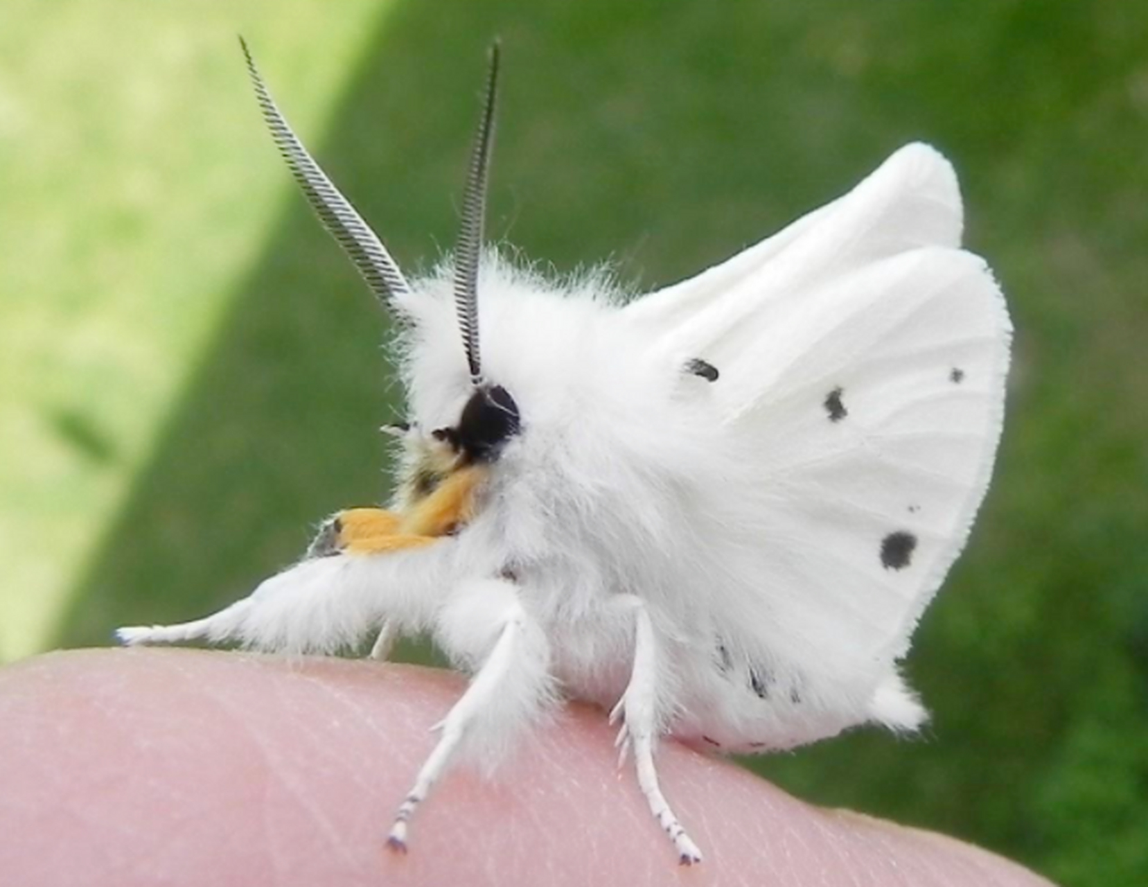 奇特的生物:委内瑞拉贵宾犬蛾  这是一种鳞翅目类生物也就是飞蛾.