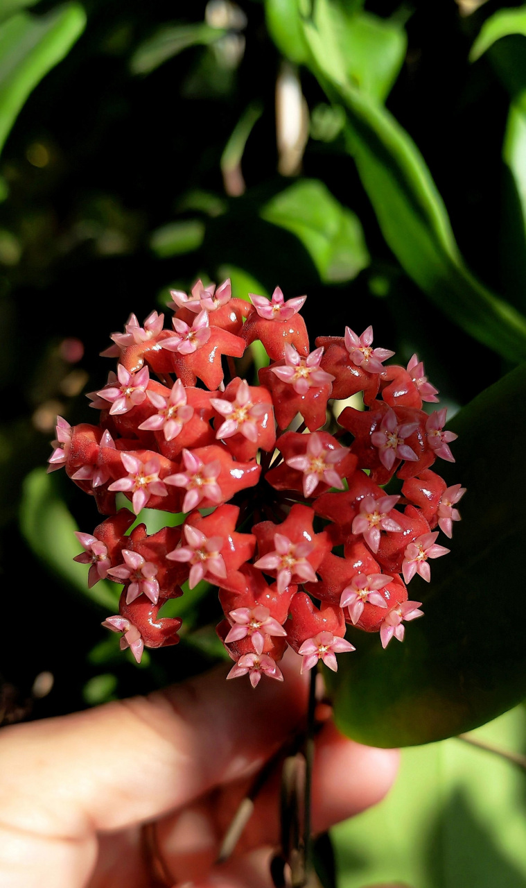 阳台朝北,或是采光条件不佳的花友,养花可以选择这个品种——火红球兰