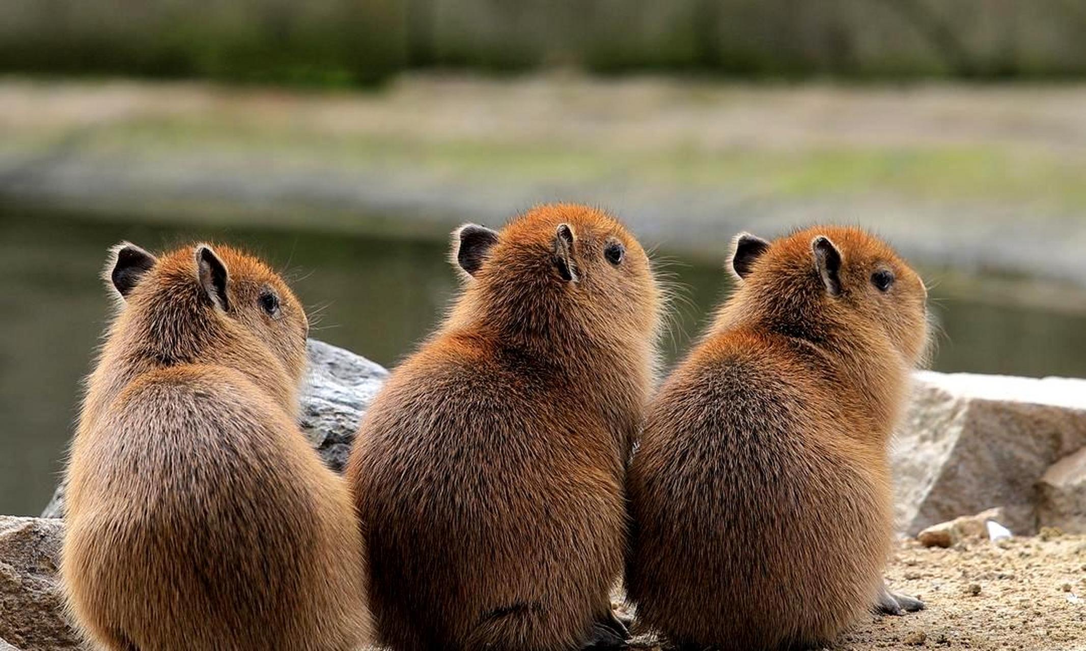 水豚宝宝可爱又可爱.