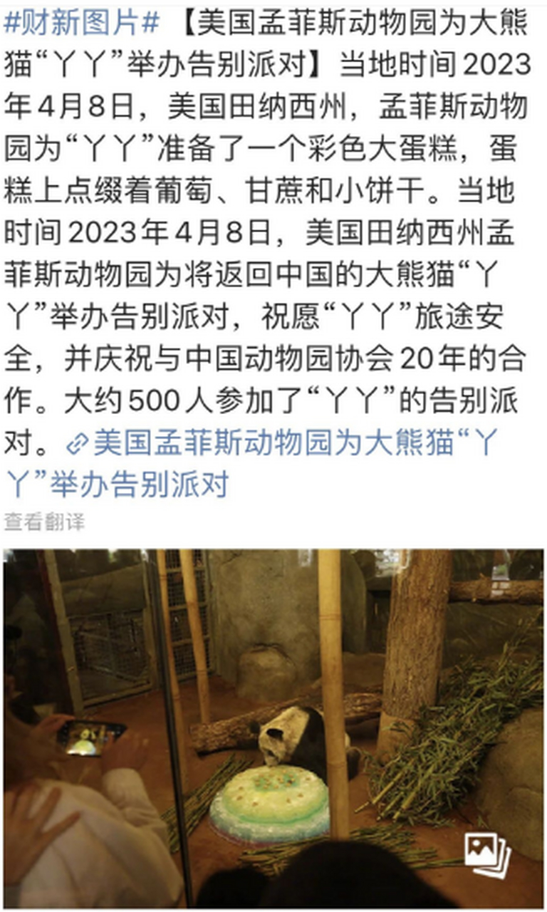 在一次直播中,细心的中国观众发现美国孟菲斯动物园的熊猫丫丫一直在