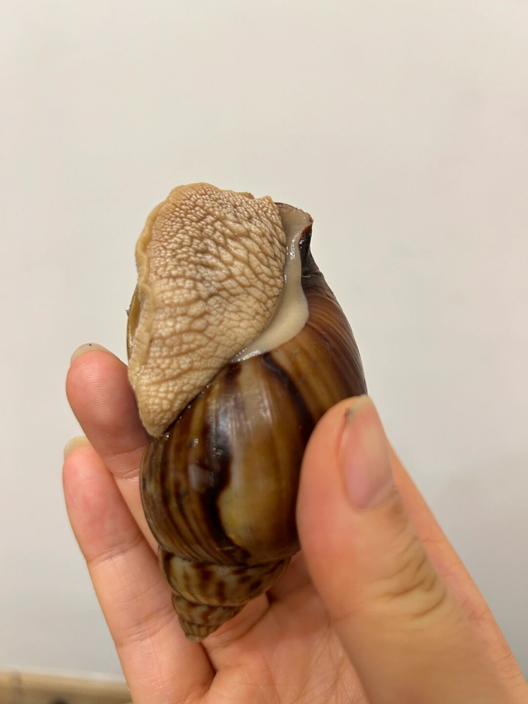 深圳的神奇发现偶遇巨型蜗牛