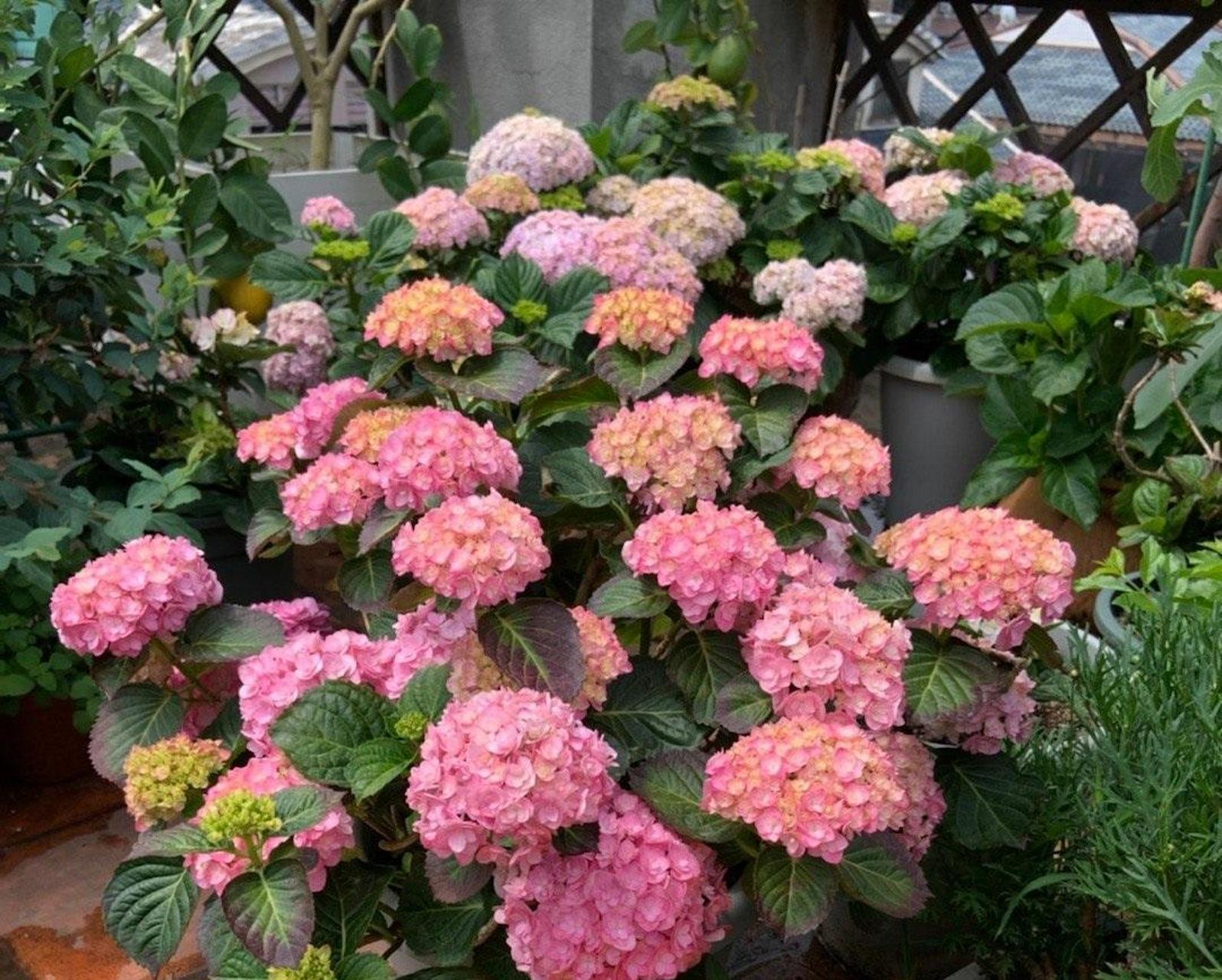 喜欢绣球花,养棵"太阳神殿"就够了,植株低矮紧凑,不会像无尽夏那样