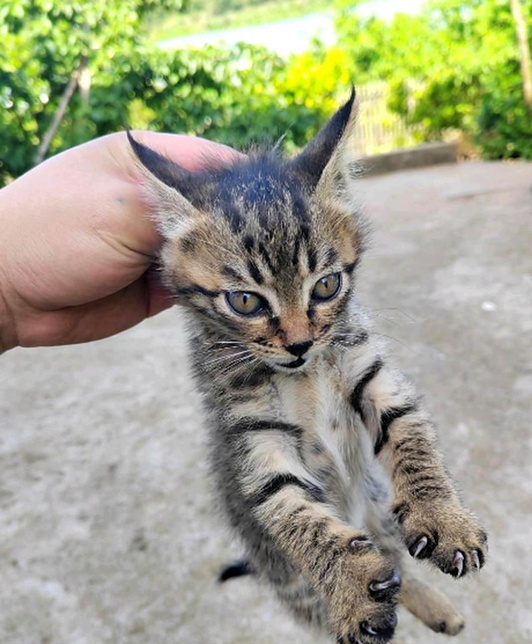 这只狸花猫像小狐狸一样灵活,奔跑速度惊人.