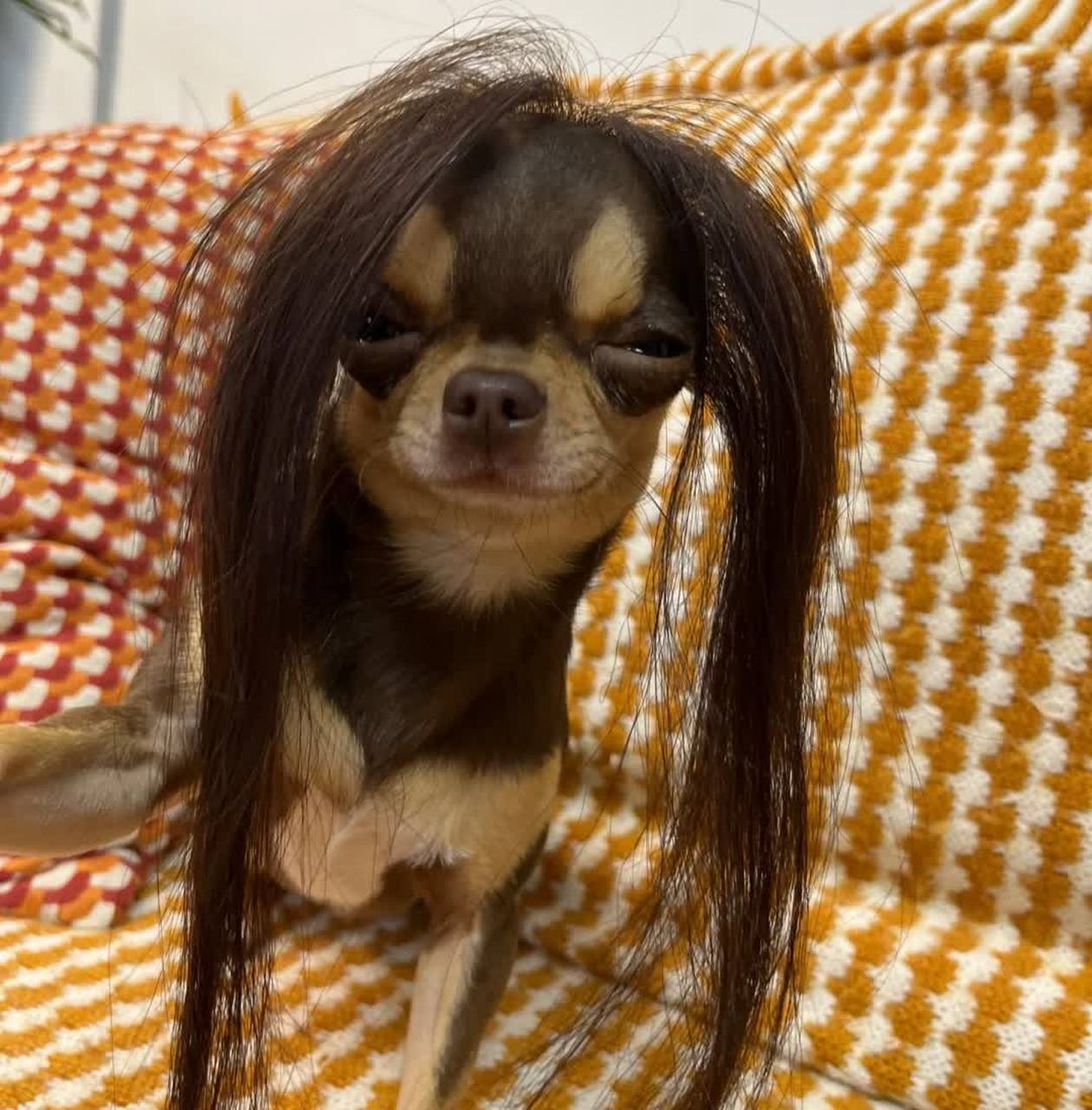 千变万化的吉娃娃![大笑][大笑]#搞笑