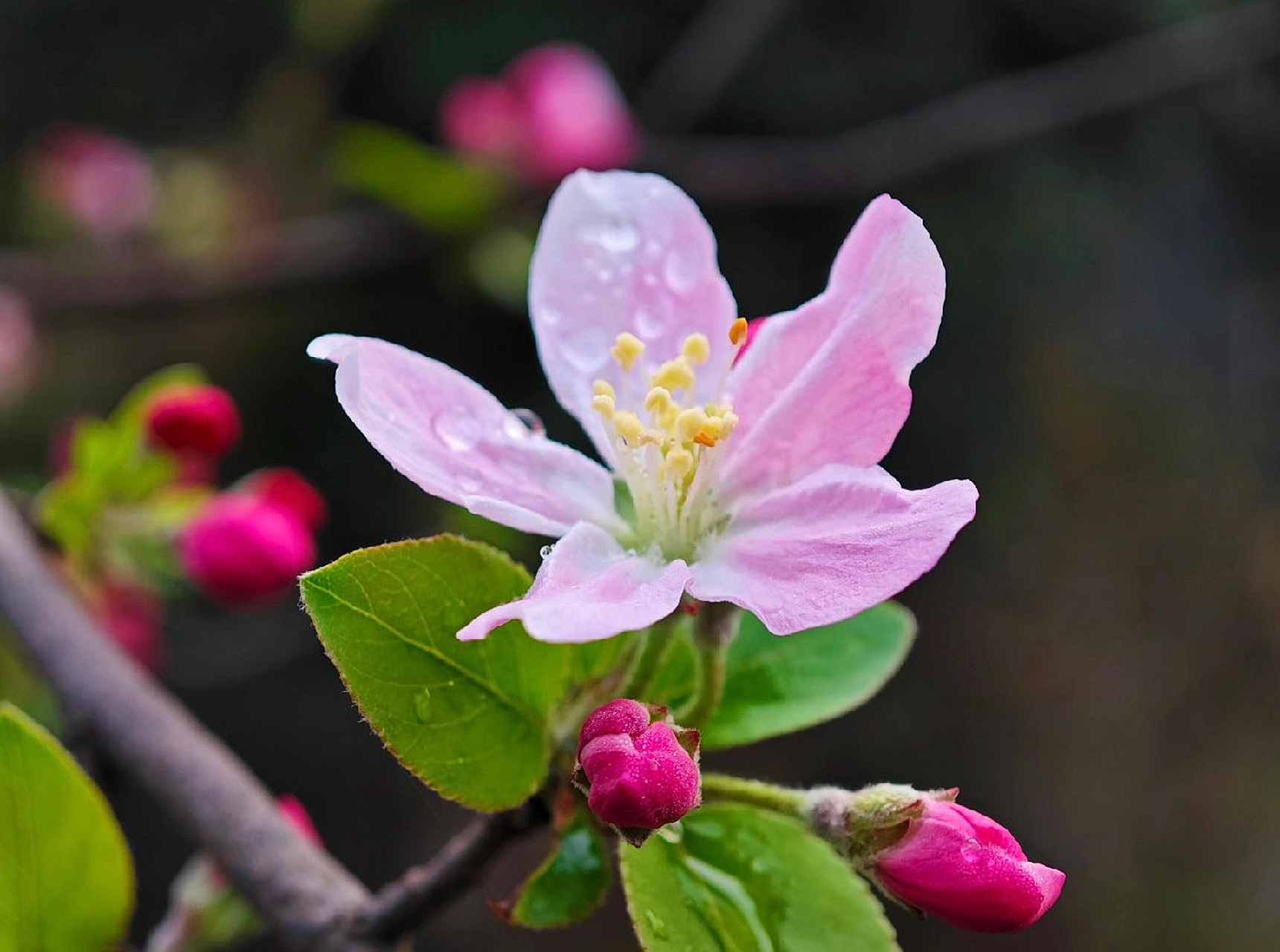 洗盡春光連夜雨,綠肥紅瘦#海棠# 花