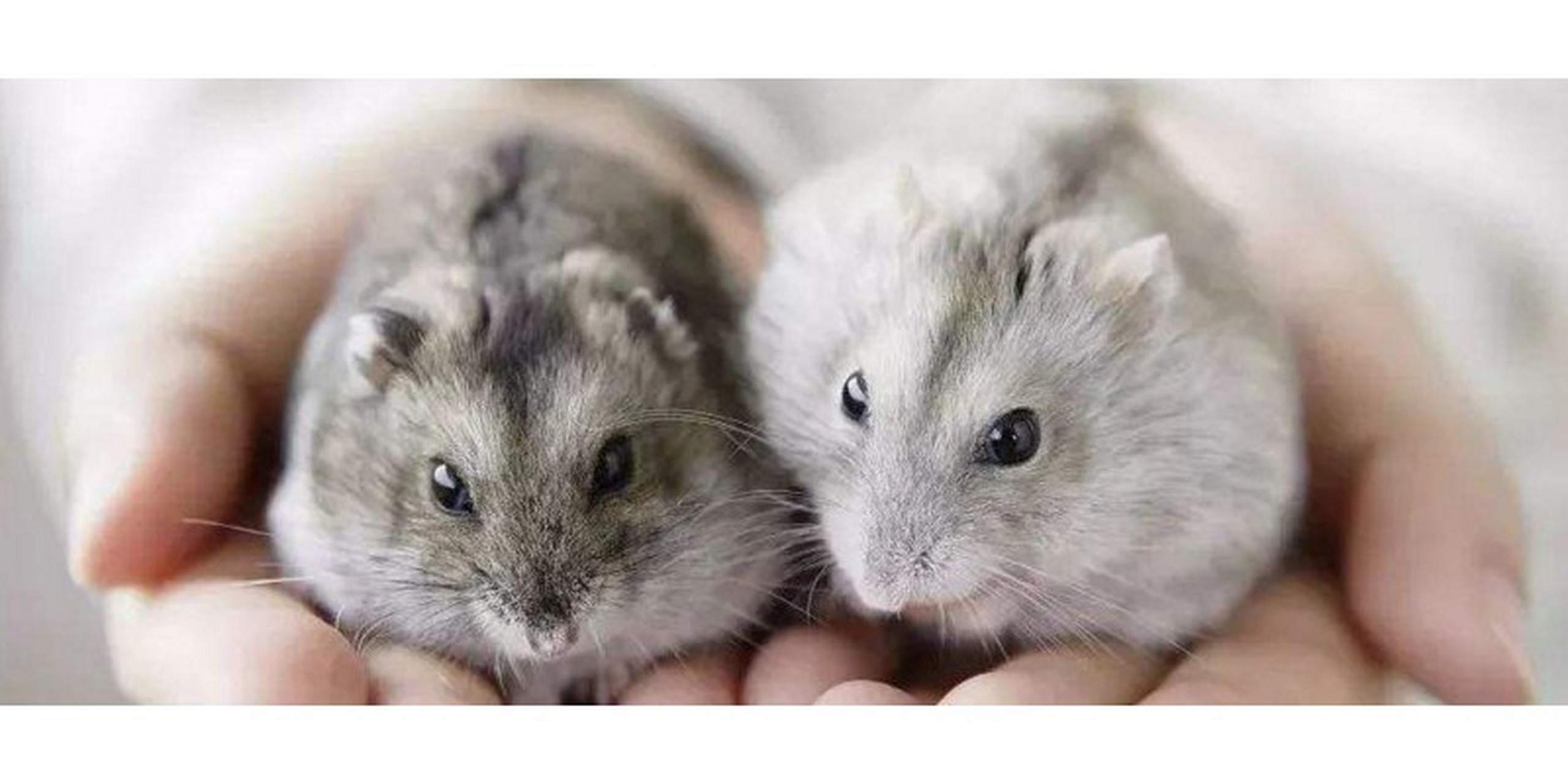 仓鼠/龙猫/金丝熊哪一个更适合做宠物?	"论手感,龙猫最好!