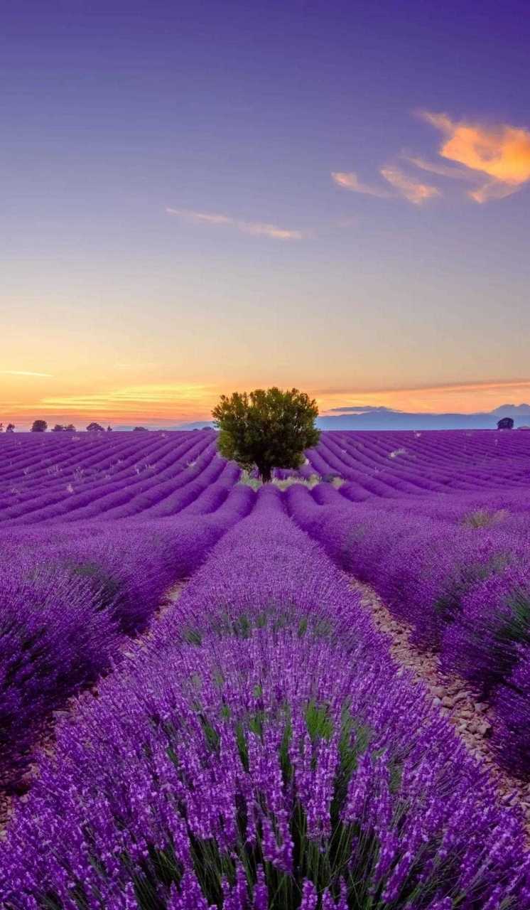 花朵风景 好运图片