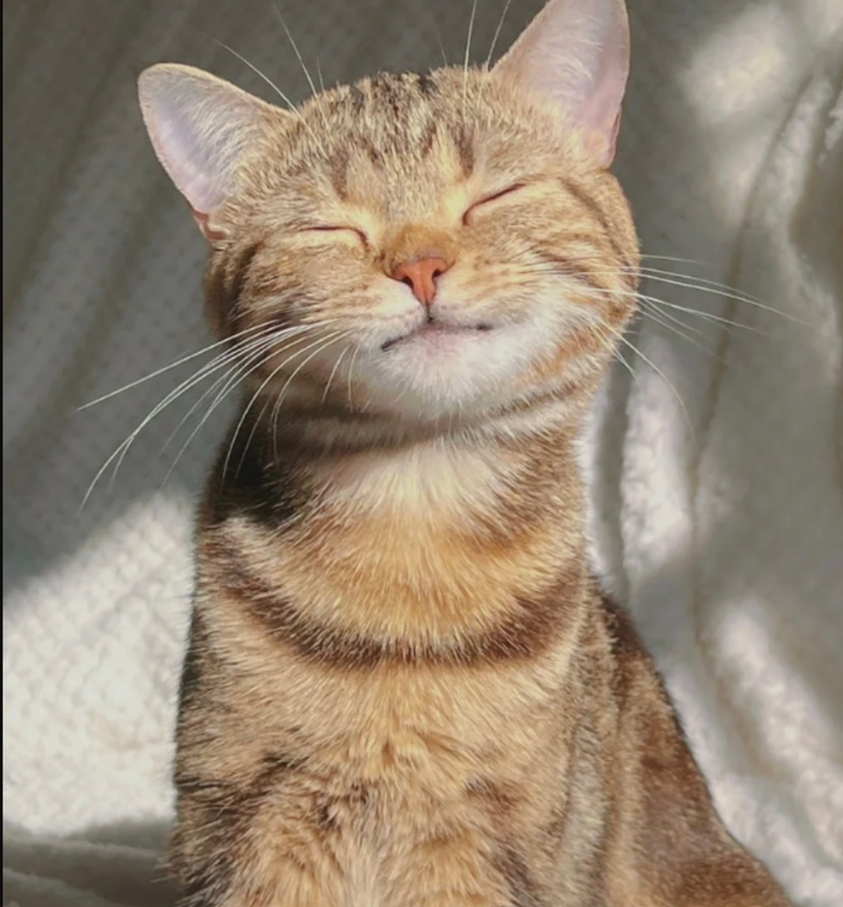 伸手不打笑脸猫!拥有一只爱笑的猫是多么的幸福!