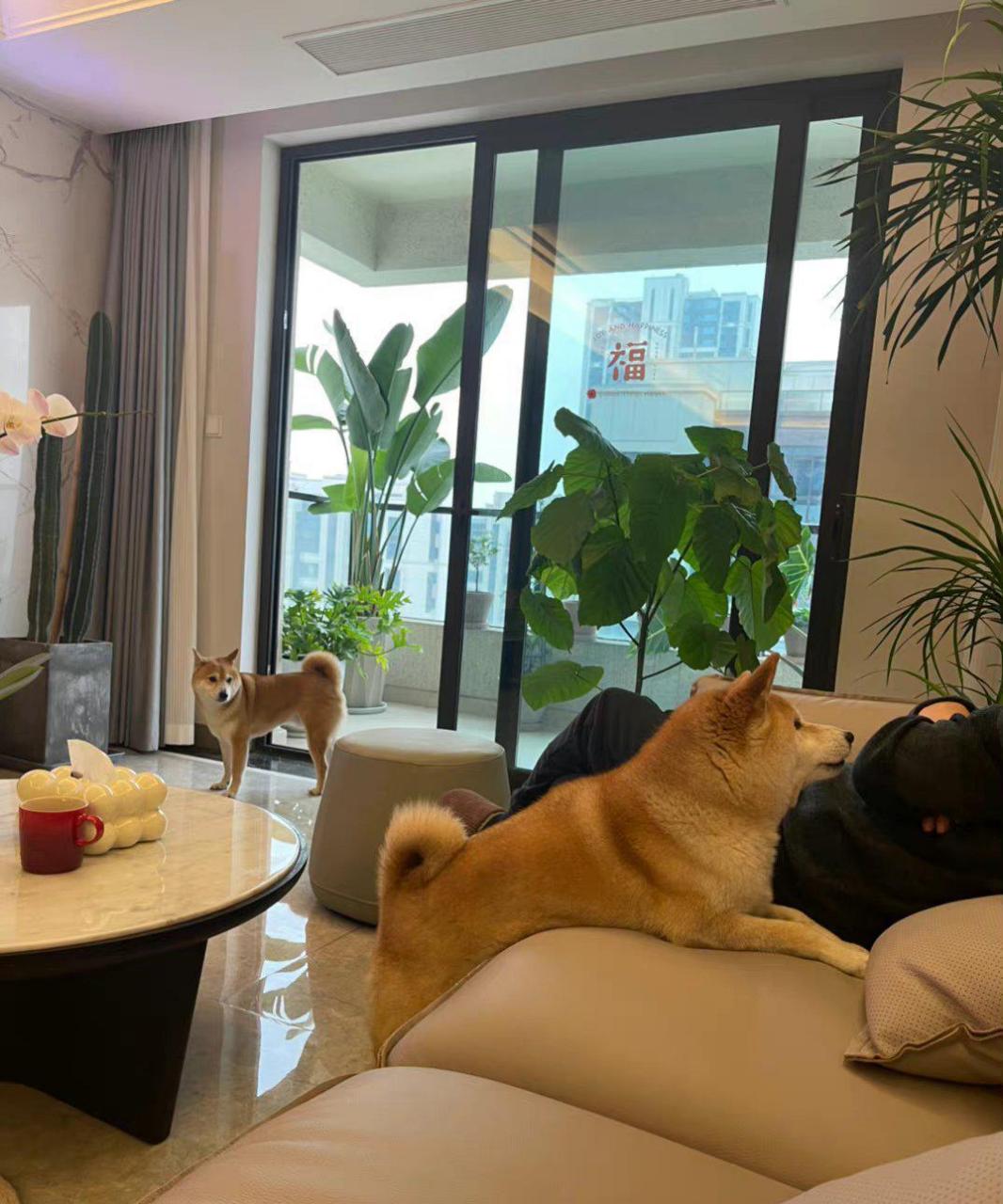 当老实狗和心机狗吵架后[微笑][微笑][微笑]@庭芝之 67