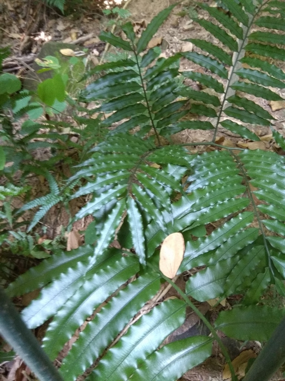 国家二级保护植物  本属约有两百种,分布于旧大陆热带和亚热带地区