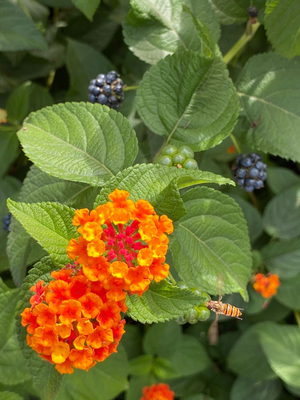 马缨花果实图片