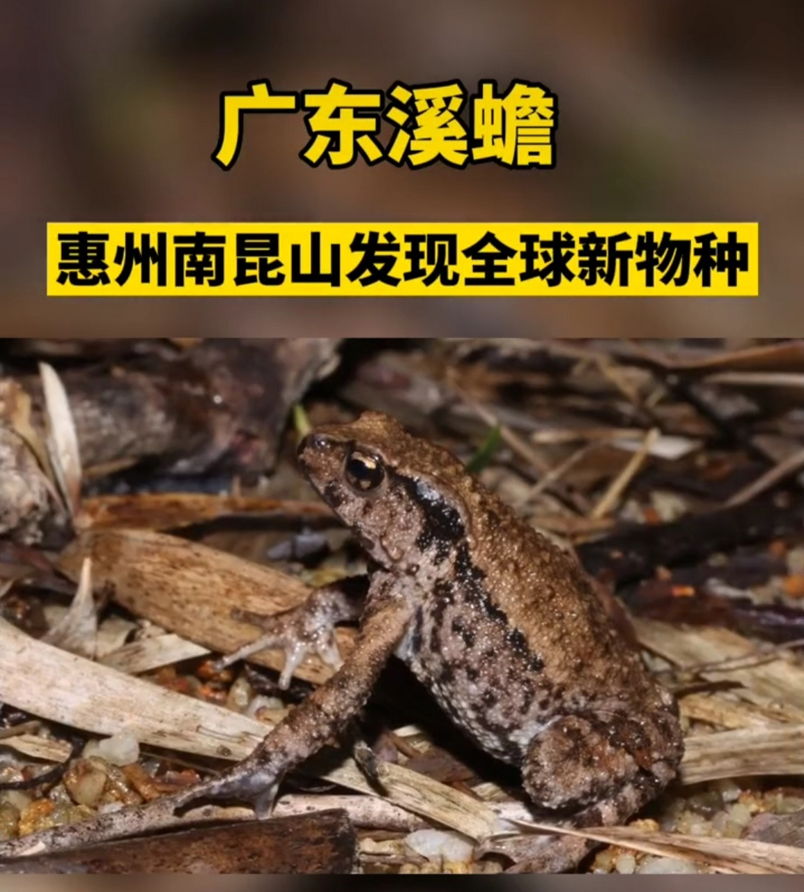 广东发现全球新物种