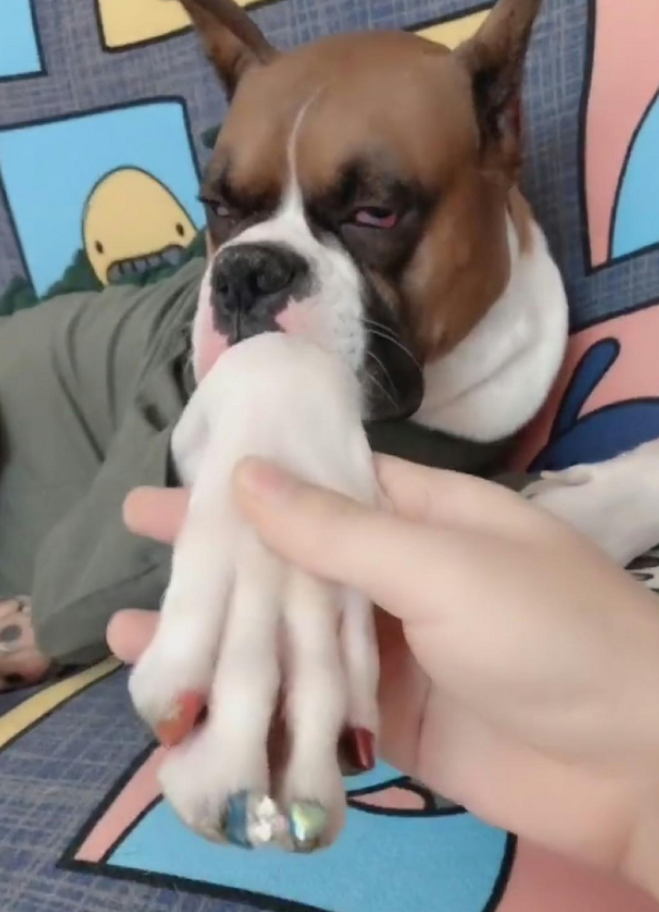 表情这么傲娇的狗狗,竟然有这么卡哇伊的指甲