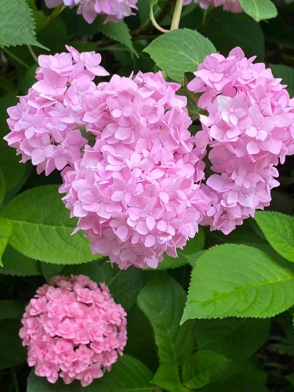 绣球花别名:八仙花,粉团花,草绣球,紫绣球,紫阳花.#百科# #三农