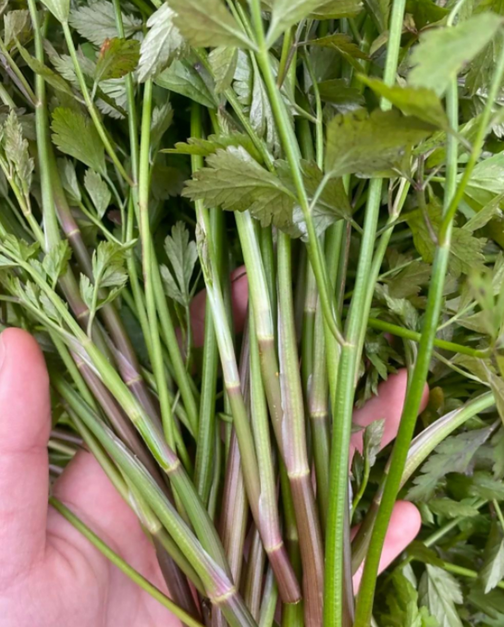 野芹菜怎么长期保存 野芹菜太多了,吃不完怎么办