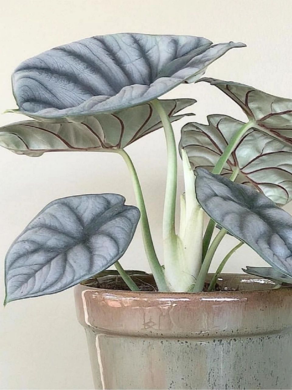 每天认识一种绿植:"宁静致远"白犀牛海芋 91名称:白犀牛海芋 00