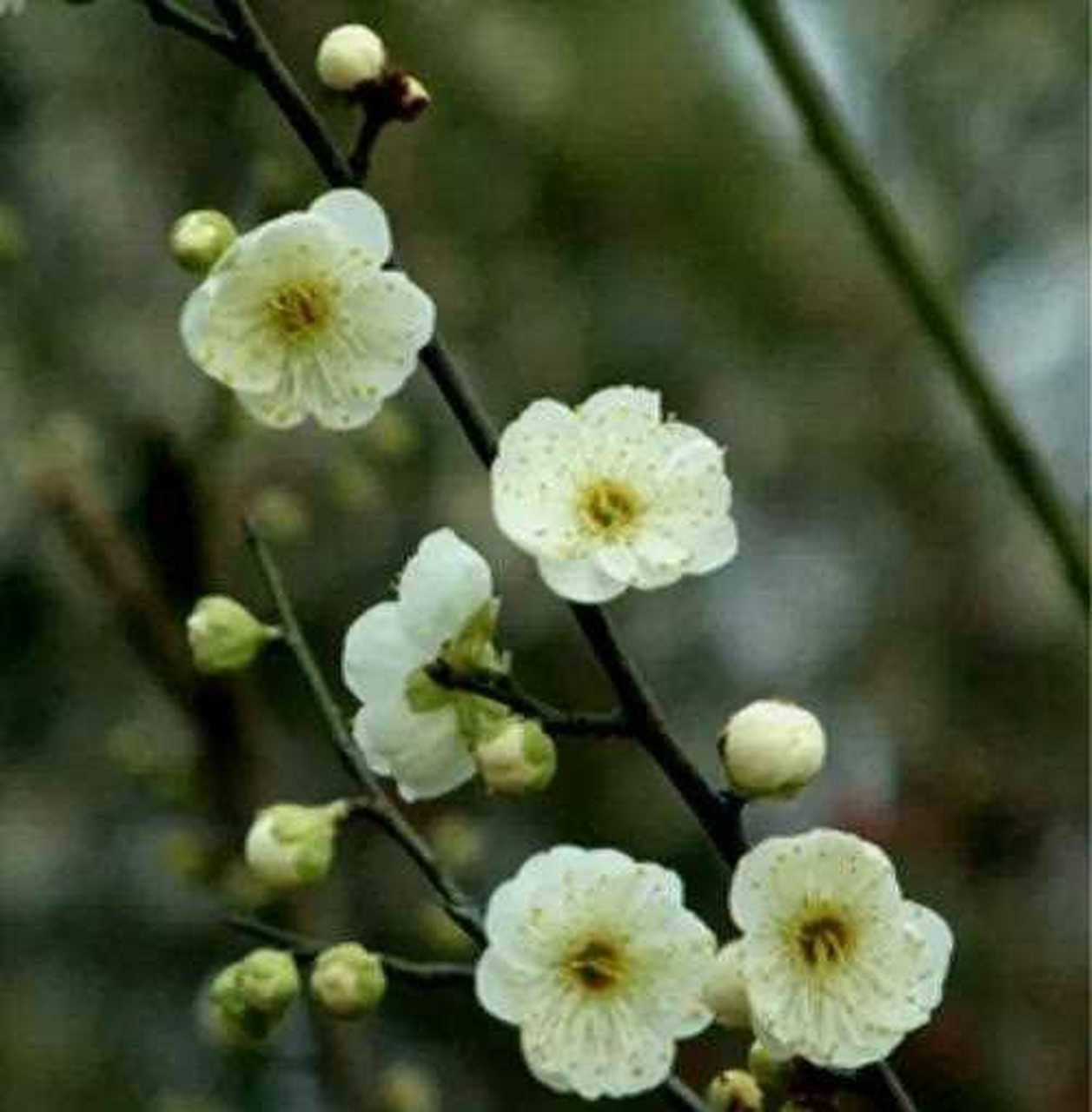 绿梅属于梅花中的娇娇者,开花的时候清新淡雅,超凡脱俗,总能给人很美