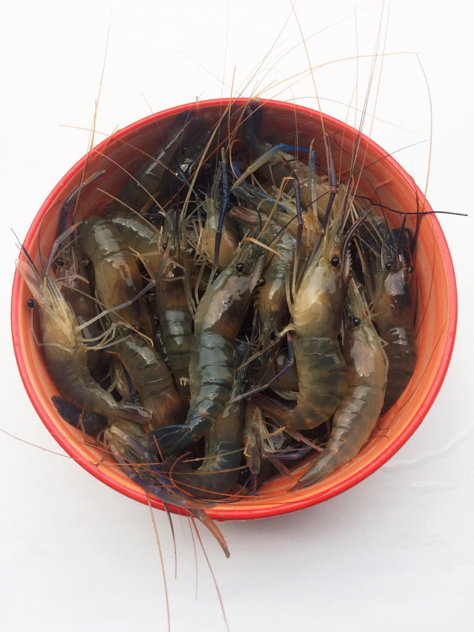 大头虾又叫罗氏虾,因其头部较其他部位显得特别大,因此被唤作"大头虾"