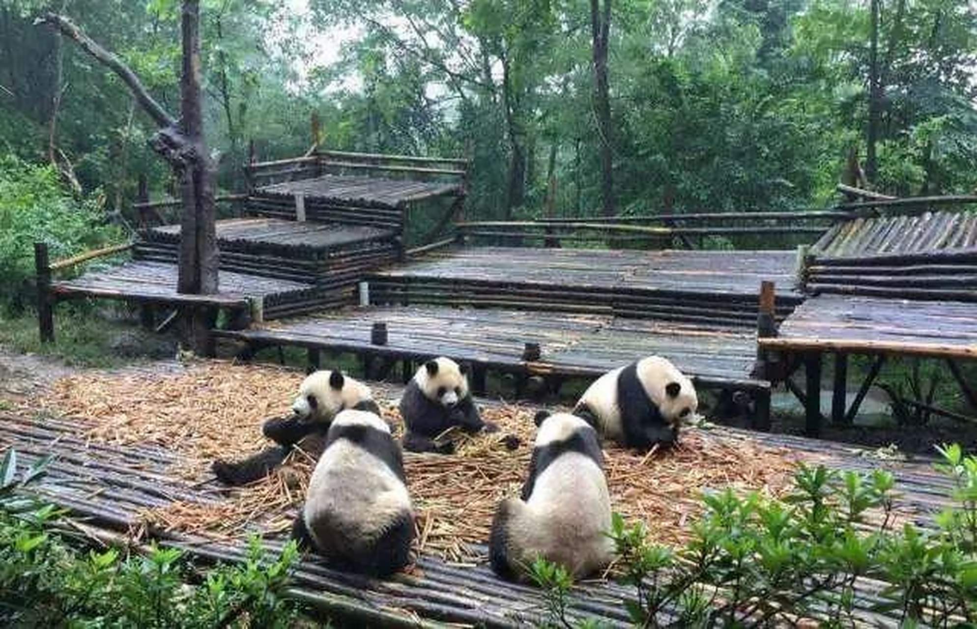 参观成都熊猫繁育基地的路线很简单,建议可以先走到最远的月亮产房