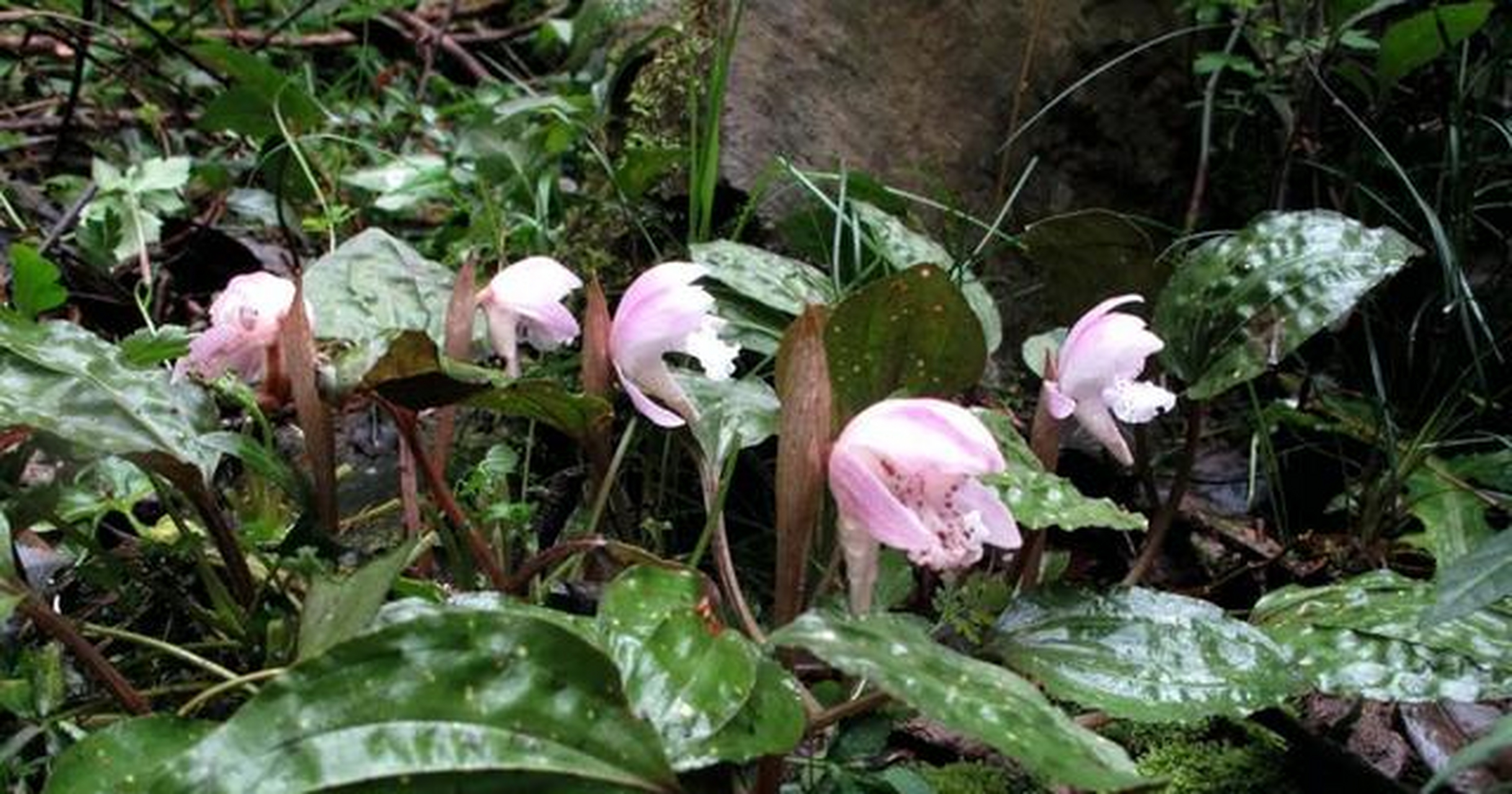 独花兰的花朵直径达6cm,是宁波野生兰科植物中花朵最大的种类