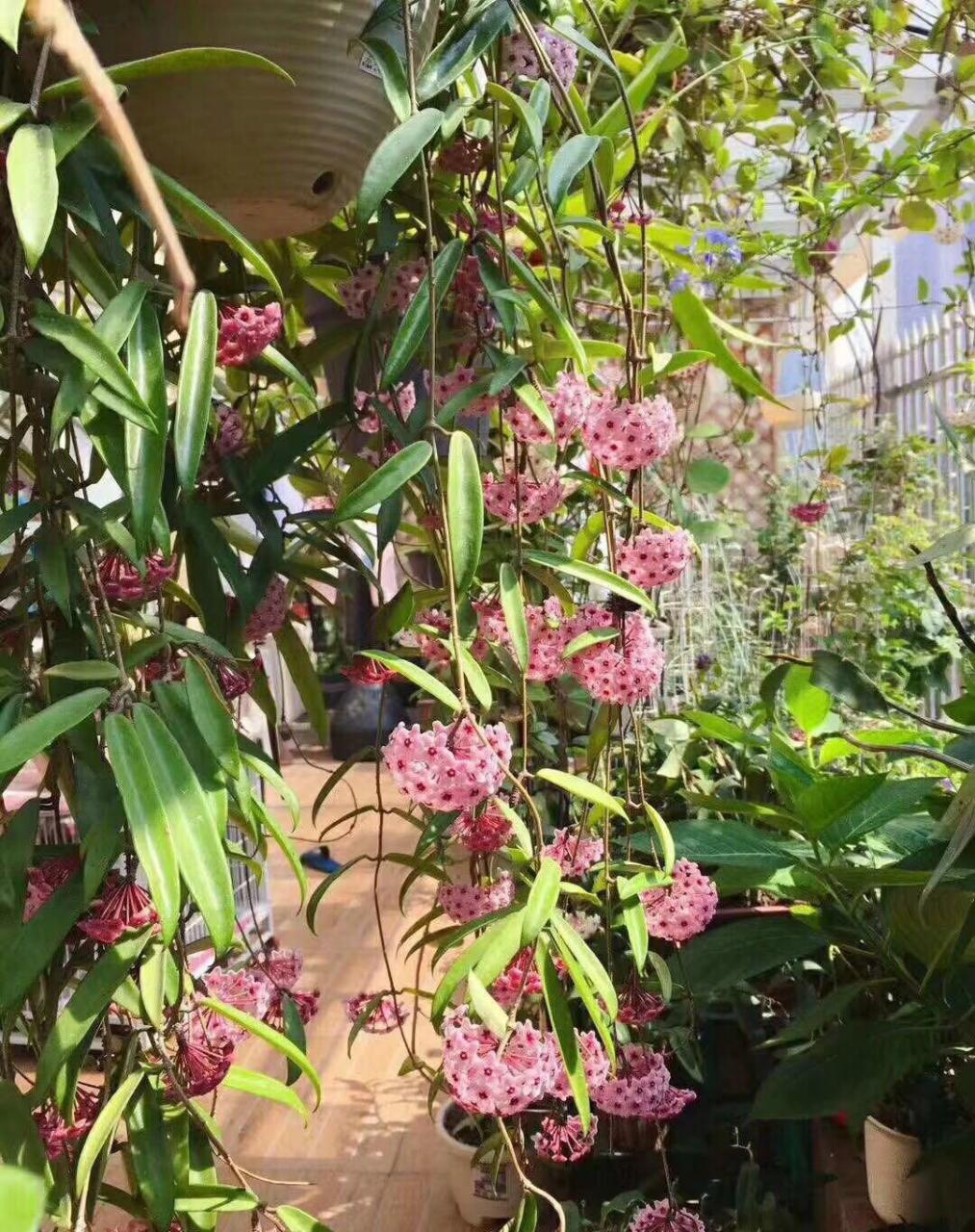 球兰欣赏——迷你贝尔,这是垂吊植物界的天花板了吧?