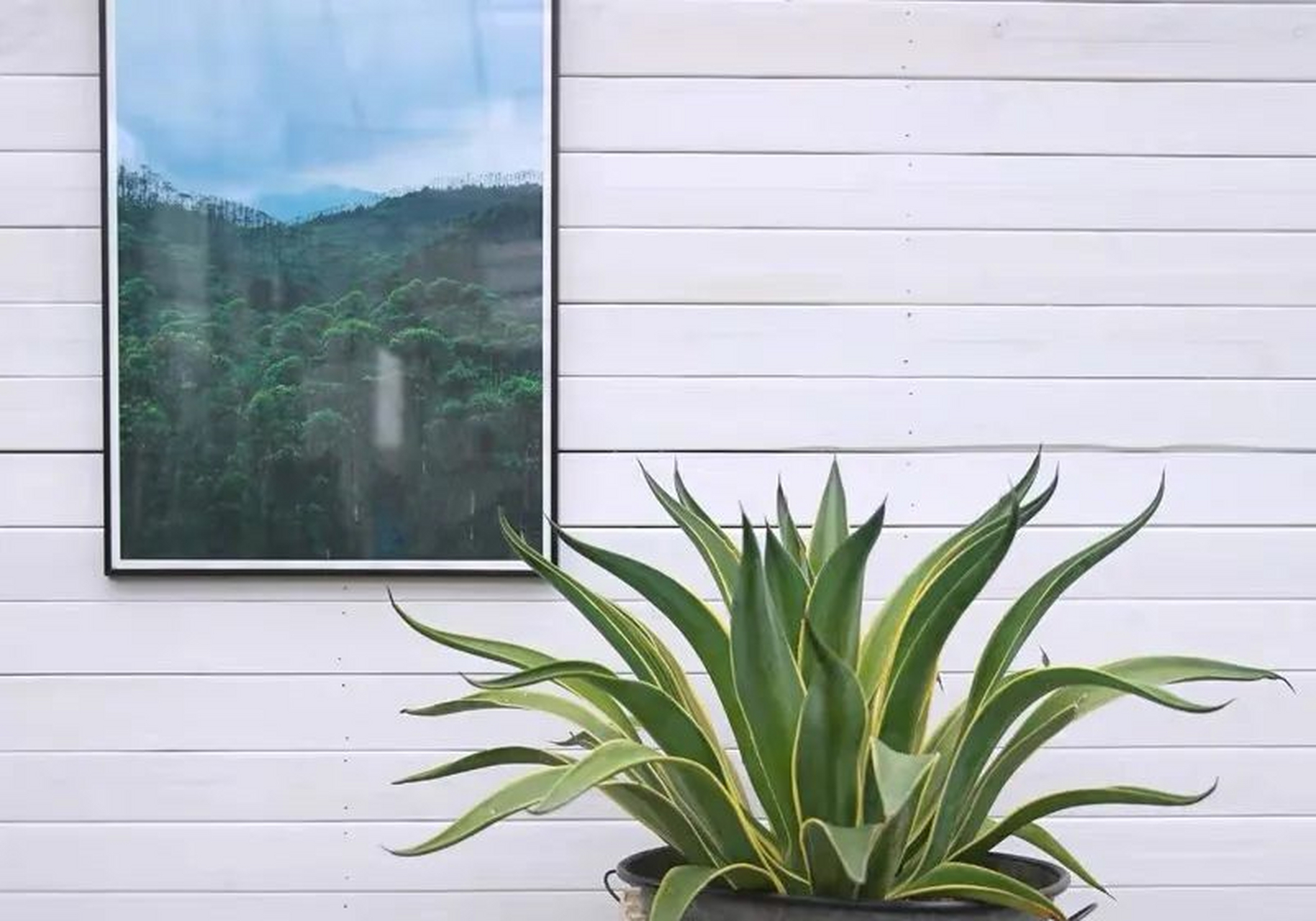 龙舌兰又叫龙舌掌,番麻,是石蒜科龙舌兰属多年生常绿草本植物,也是