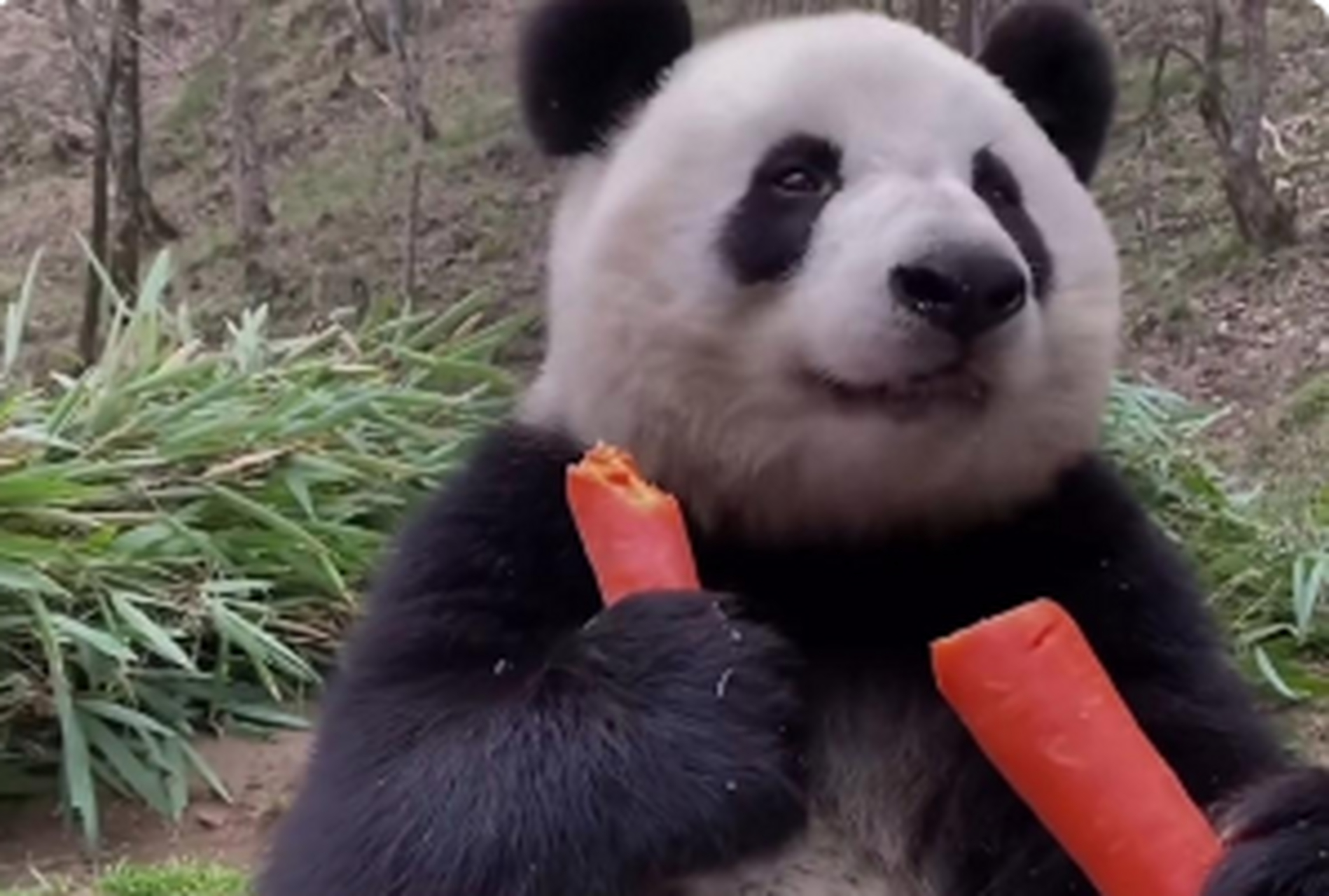 大半夜看到大熊猫吃胡萝卜,吃得清脆声,让我也想吃胡萝卜了,真的是
