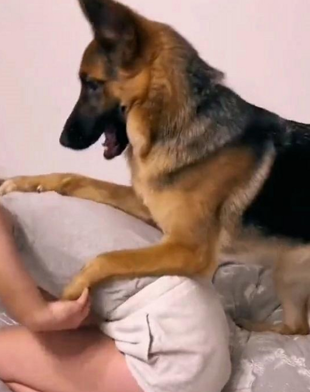 俗话说"男不养猫女不养狗",那为啥现在这么多女孩子喜欢养狗.