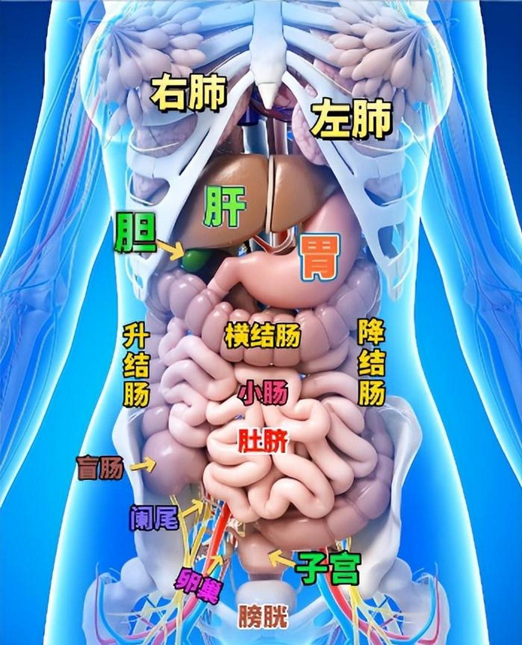 女性内脏结构图解图片