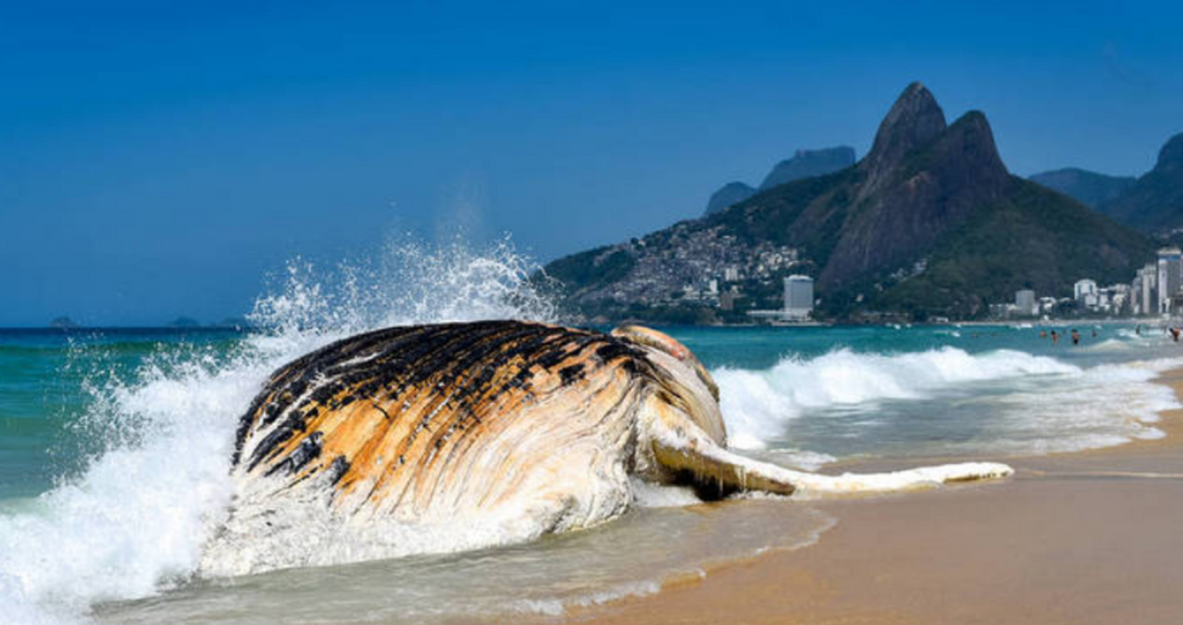 台风泰利登陆:鲸鱼被冲上岸引围观#台风将鲸鱼冲上岸引人围观#  7月17