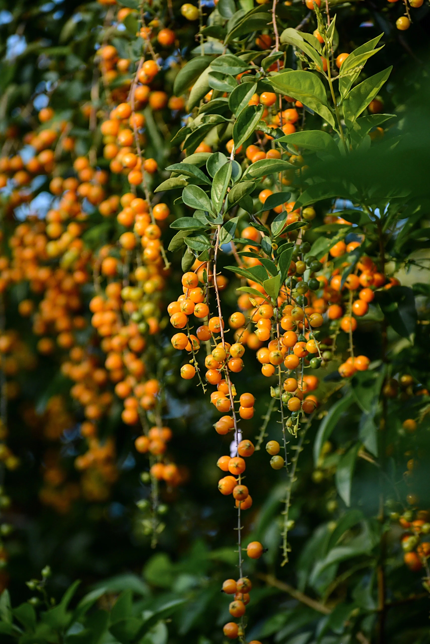 假连翘的果实  小巧玲珑,犹如一颗颗精致的橙色宝石镶嵌在枝头.