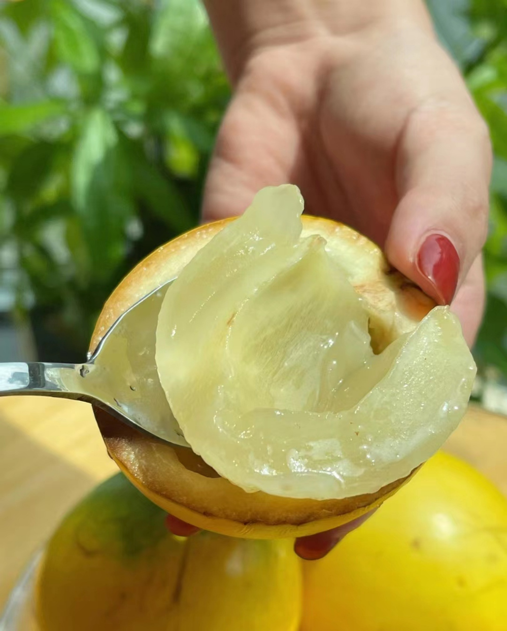 黄晶果又名雅美果,亚美果, 属于亚热带水果原产亚马逊河上游之常绿