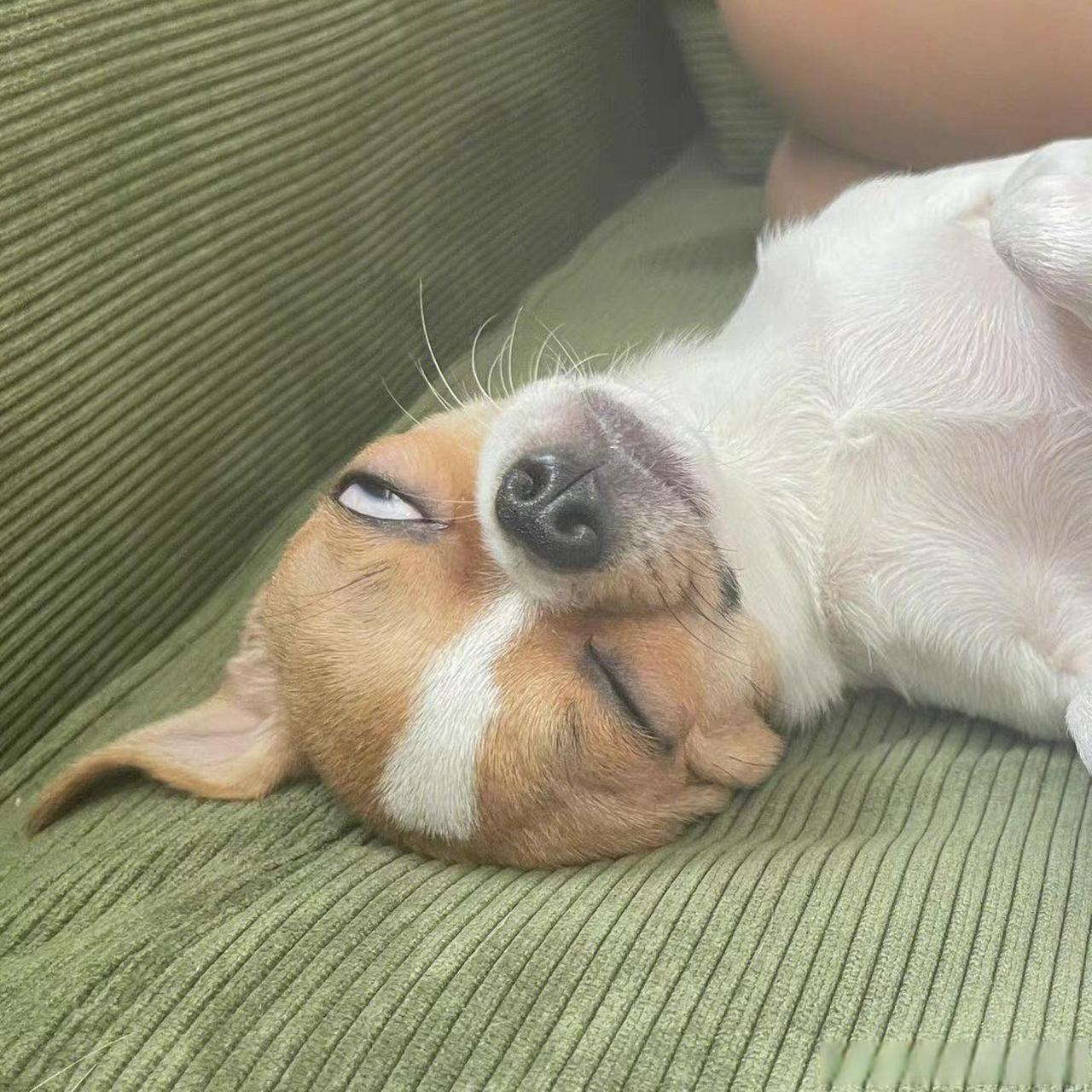 小狗进入深度睡眠