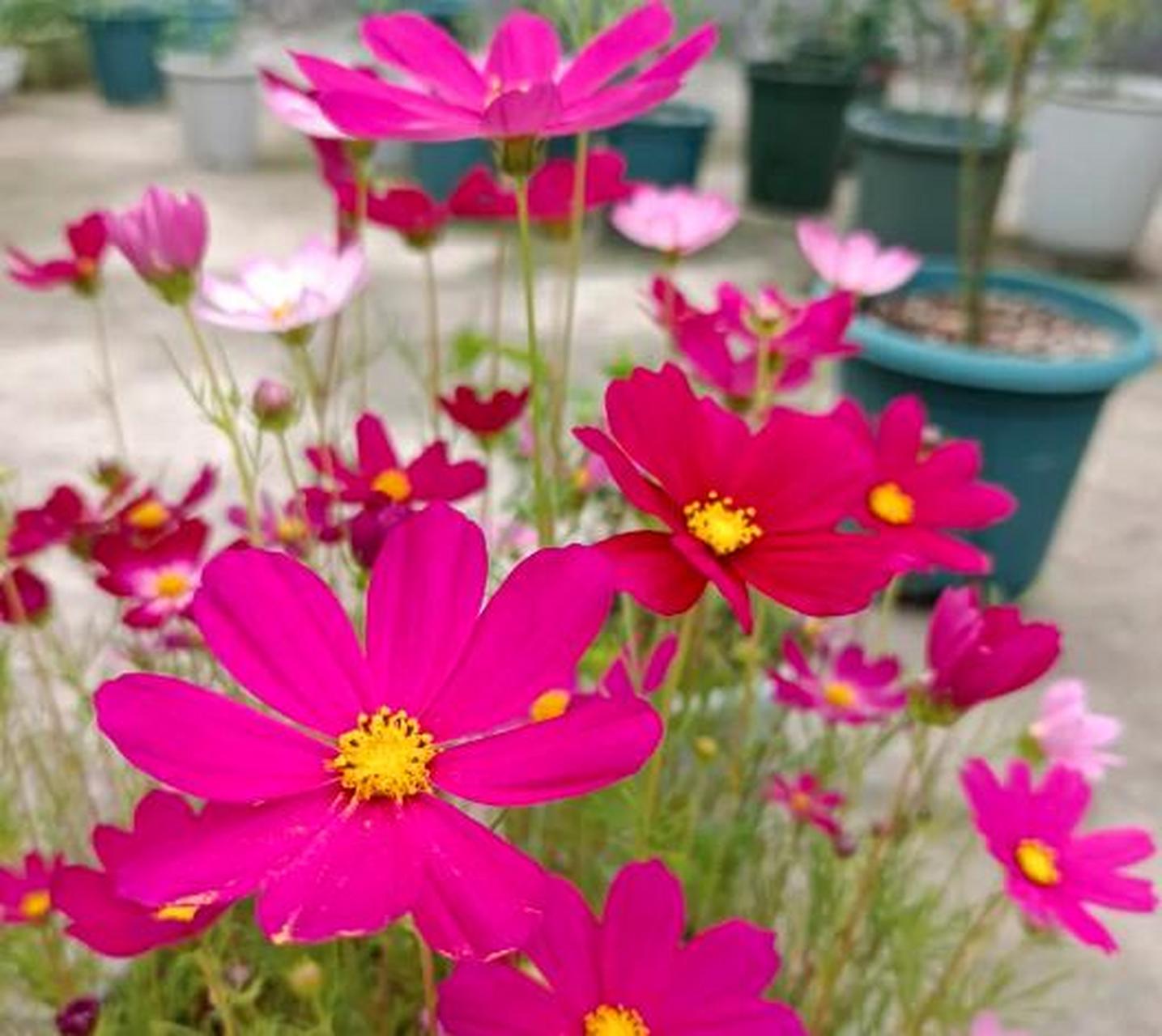 波斯菊是一年生草本植物,波斯菊花谢后种子落地可以自己繁殖,温度合适