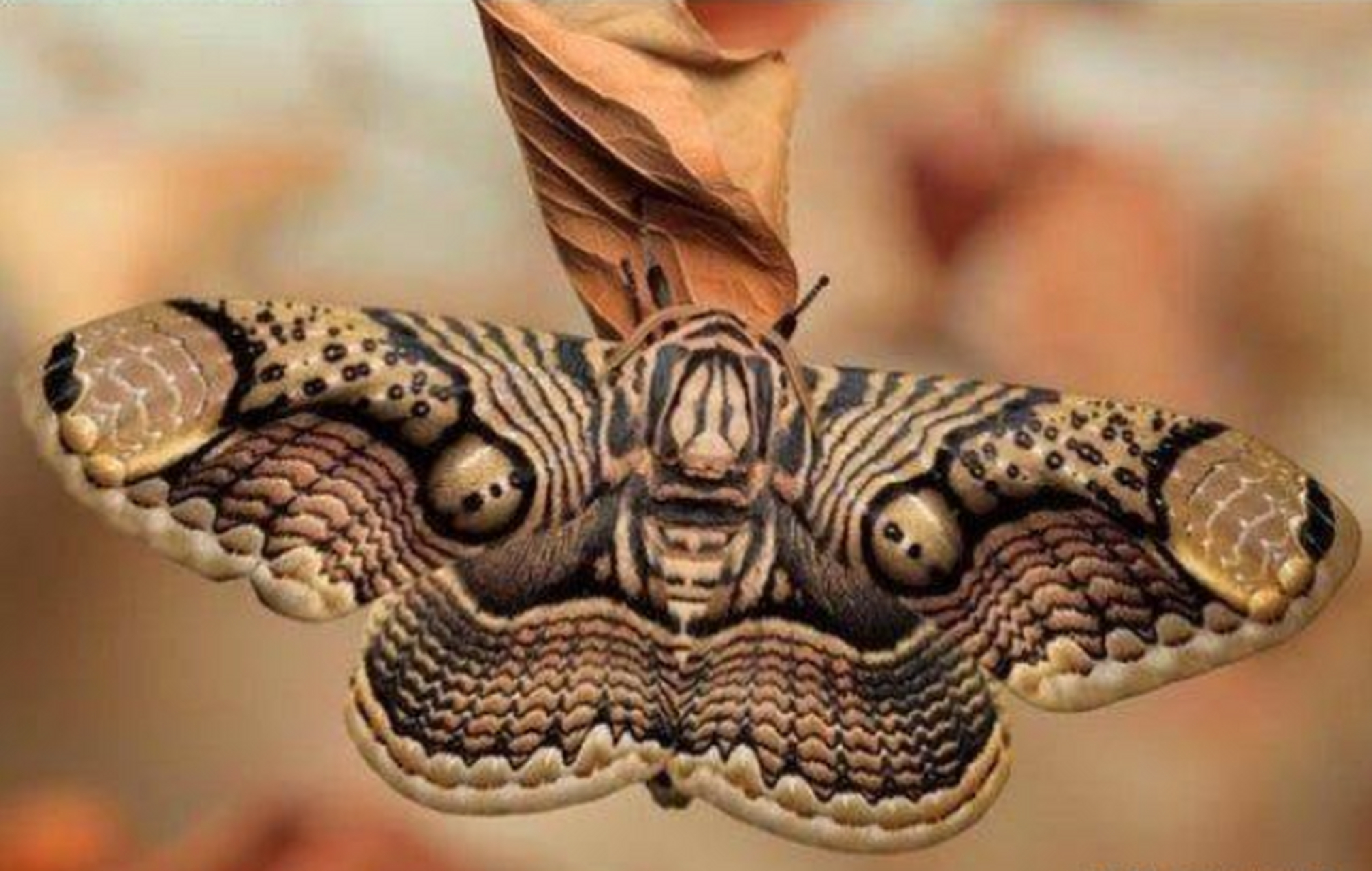 世界上十大恐怖的蝴蝶图片