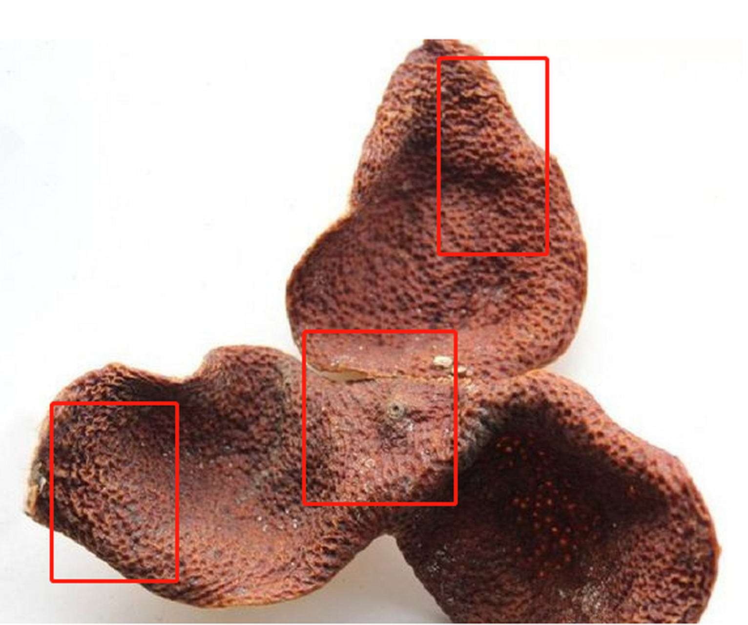 新会陈皮# #陈皮#      猪鬃纹是新会陈皮特有的一种纹路.