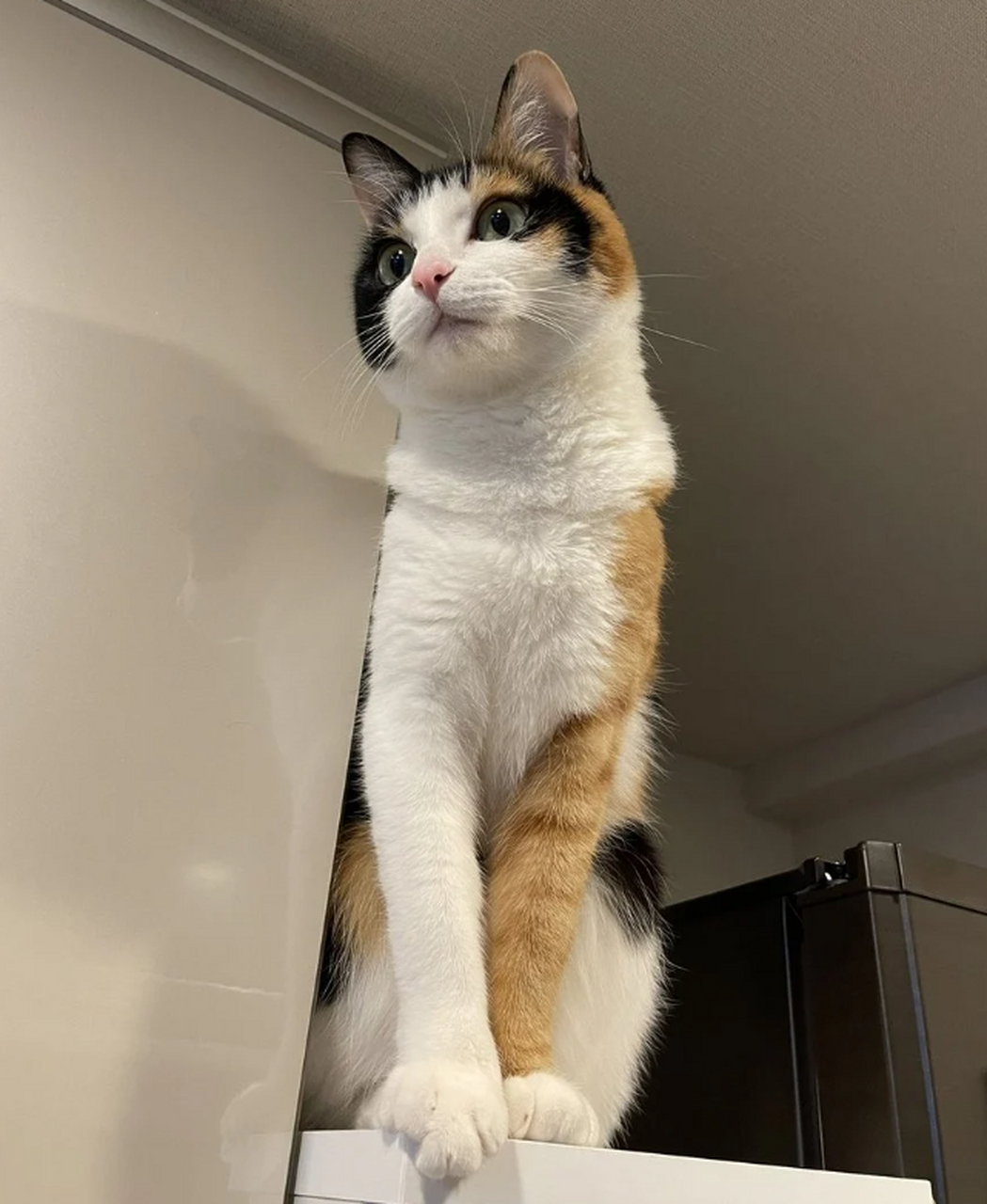 被一只猫咪的"大花臂"帅到了,真是奇怪又可爱呀##宠物# #猫咪# #被小