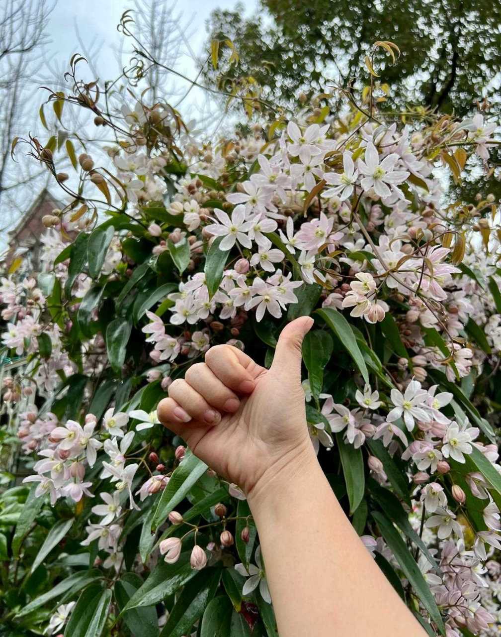 常绿铁线莲苹果花   我种路边就是给路人看的[灵光一闪]