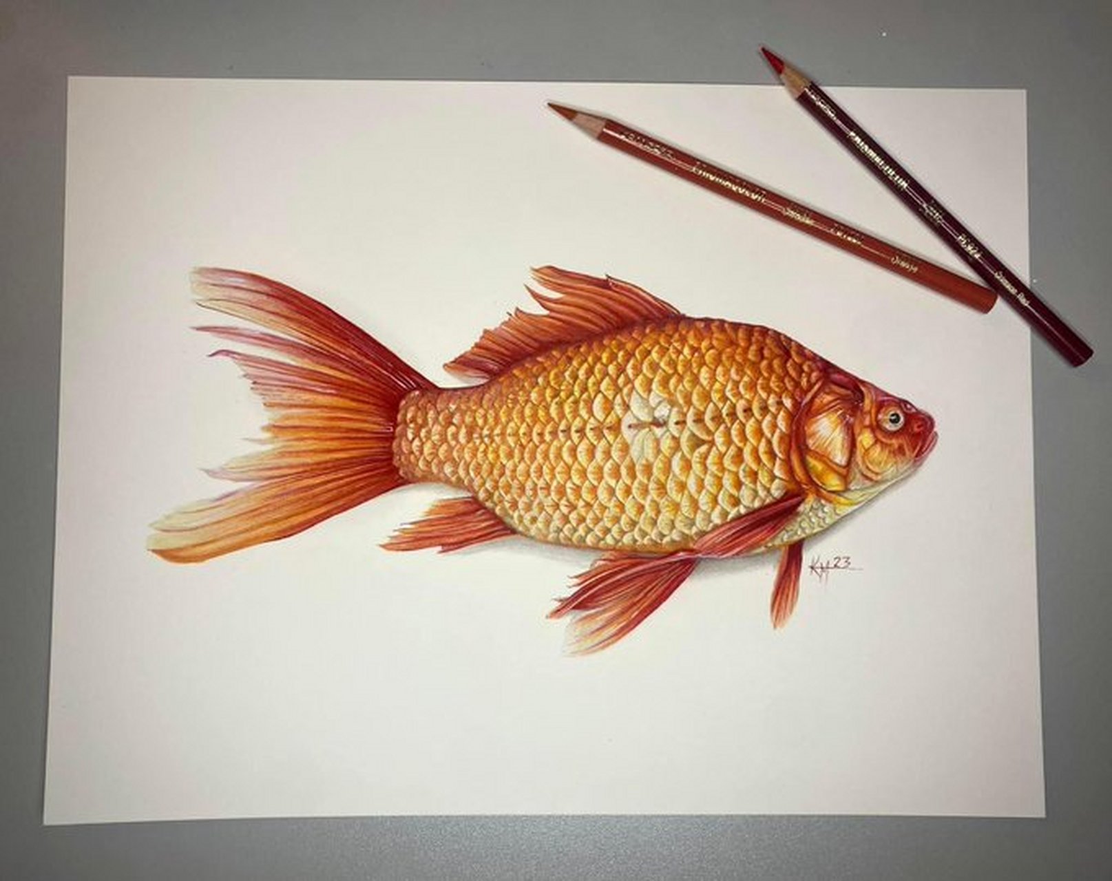 基拉·曼森(kira manson)超写实金鱼 纸本彩色铅笔#优质作者榜