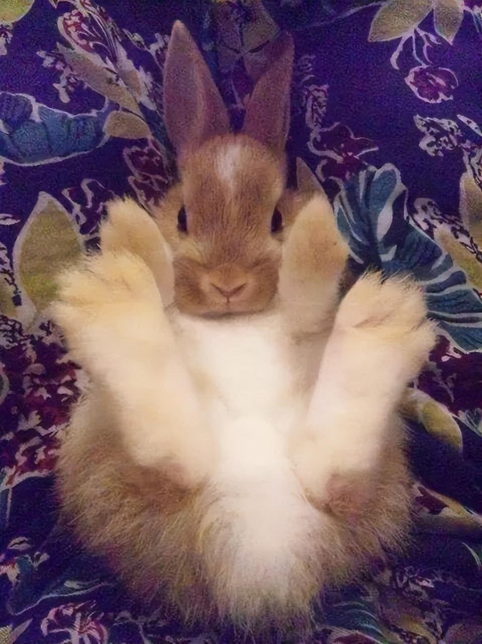 兔子的爪子上没有肉垫,只有皮毛,就像是霍比特人的脚一样毛茸茸的