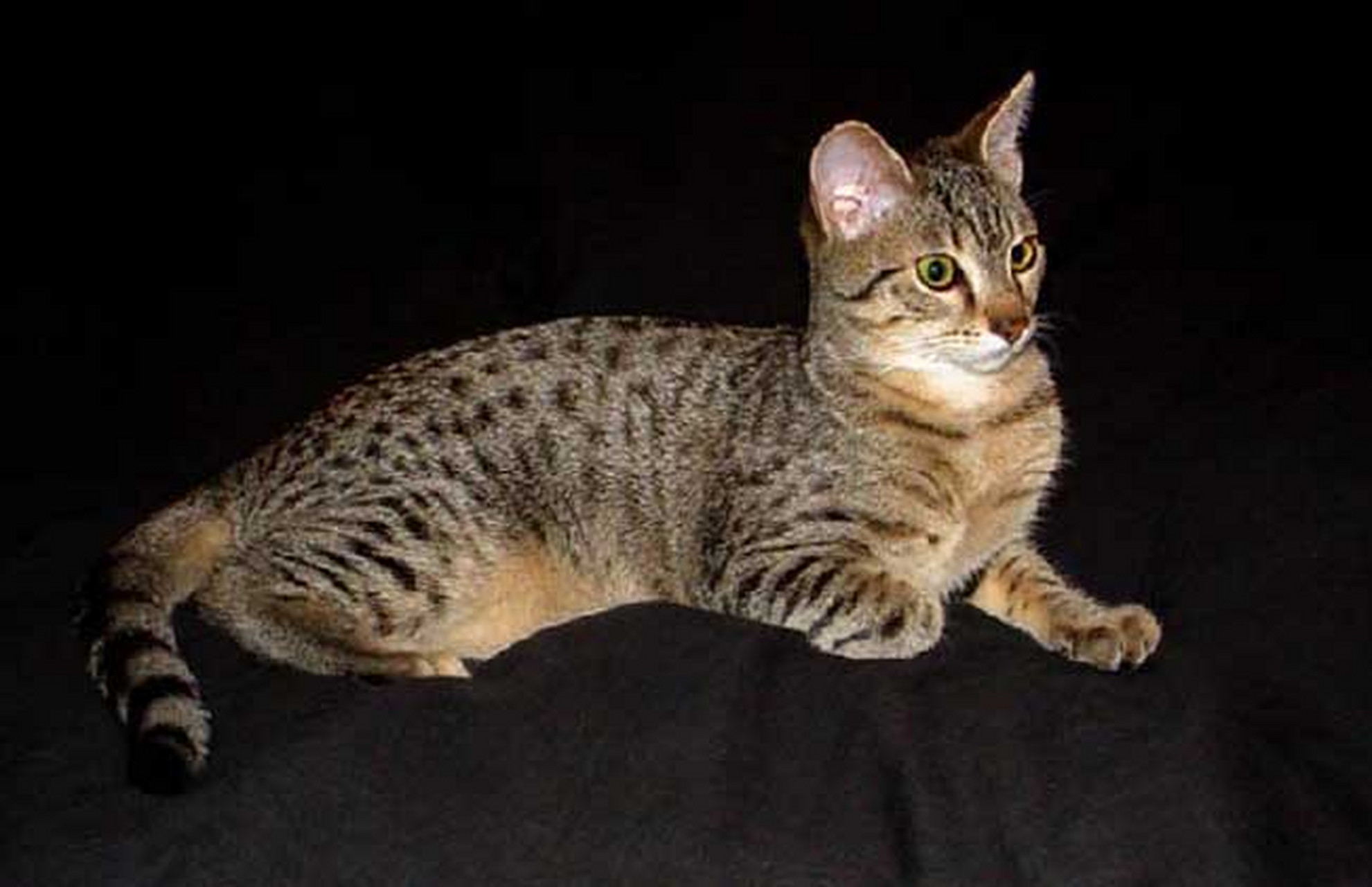 埃及猫,是一种非常古老的猫品种,其历史可以追溯到数千年前,与古埃及