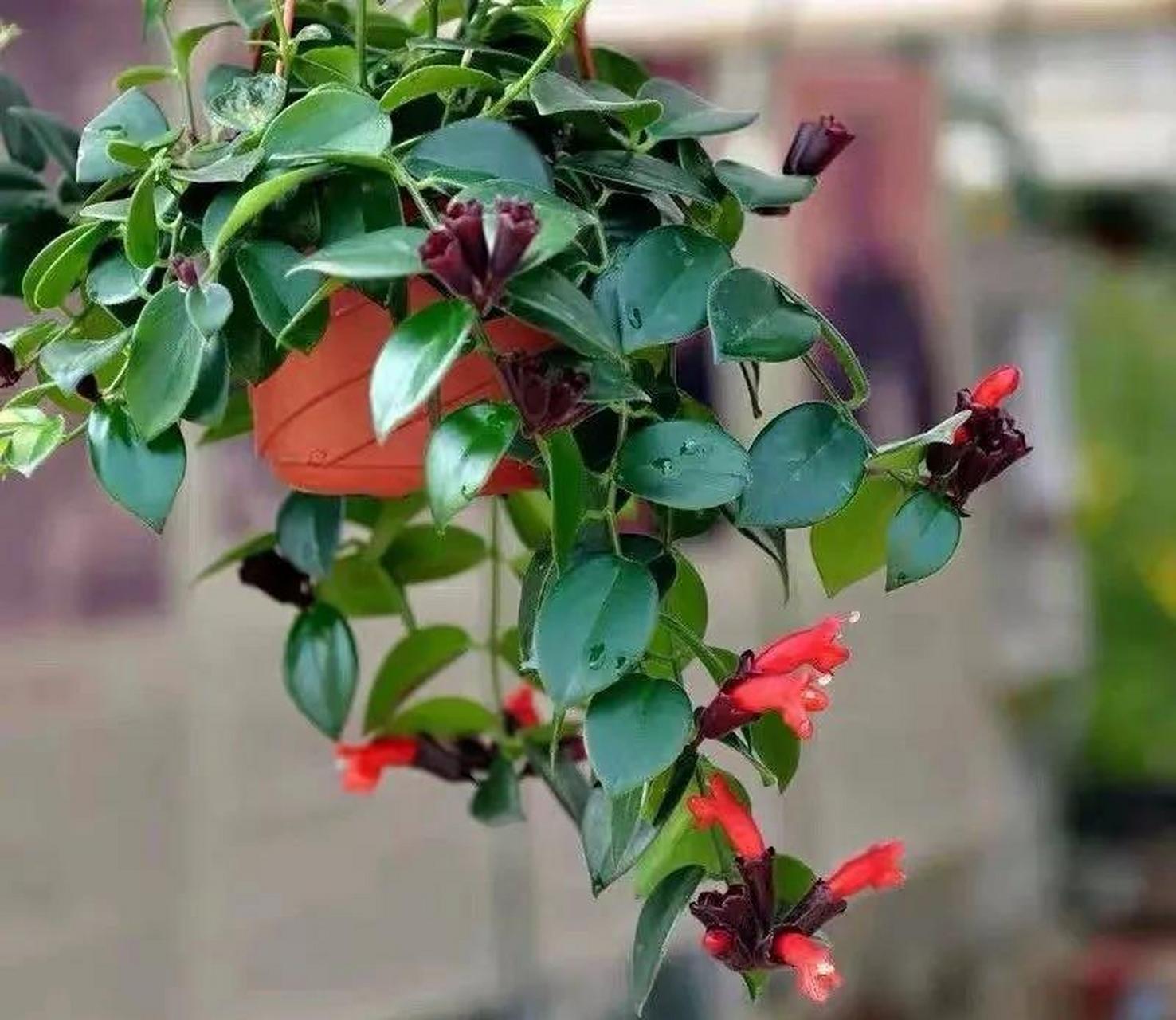 口红吊兰应该是最适合女生养的一款新奇花卉了,它几乎全年都能开花