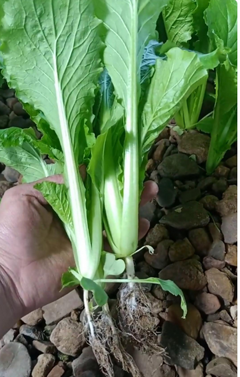 网友:这里种出来的小白菜真干净,一点土都没有!