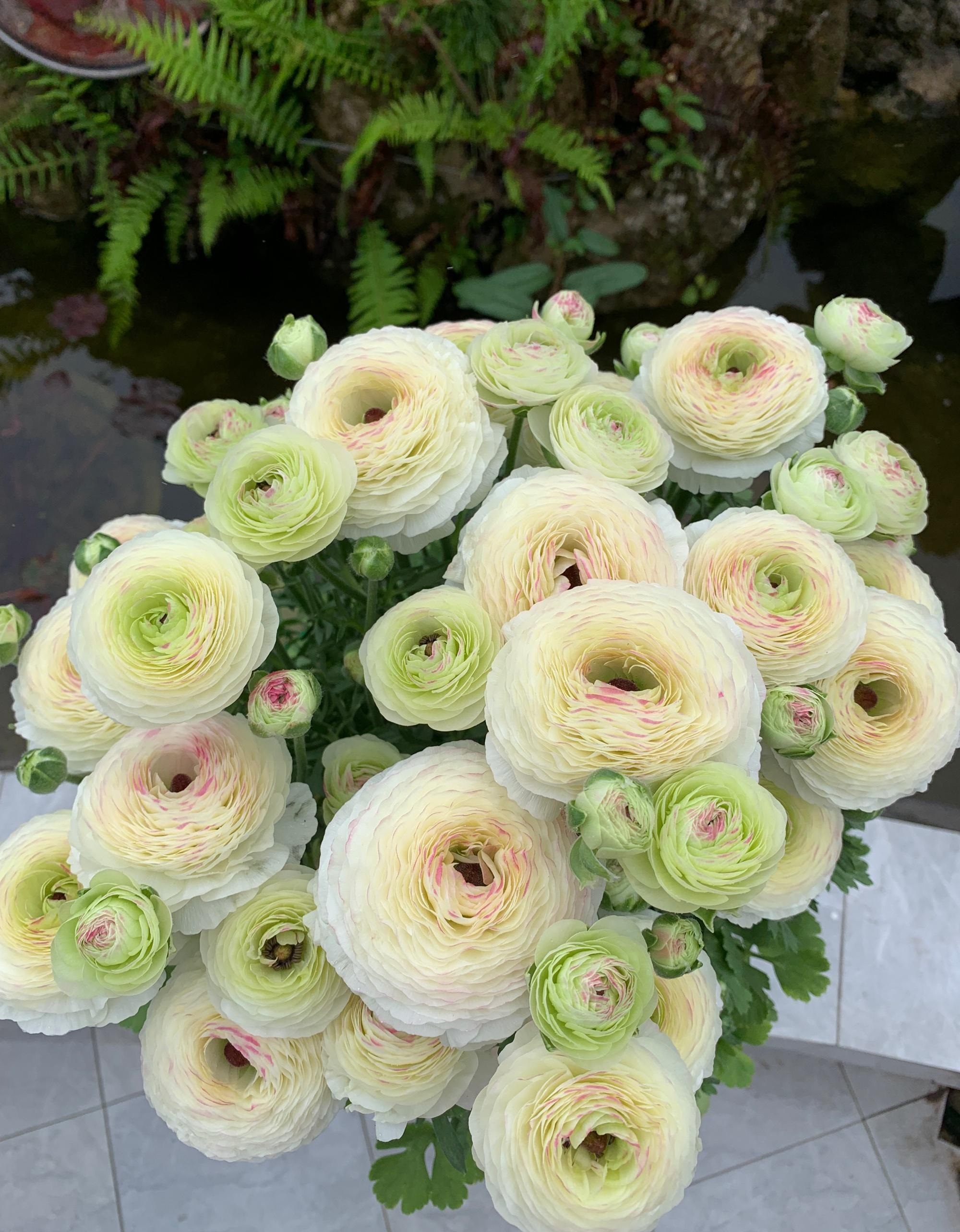 冬季和早春,养花就选"花毛茛",别名洋牡丹,球根植物,典型的冬种型,一