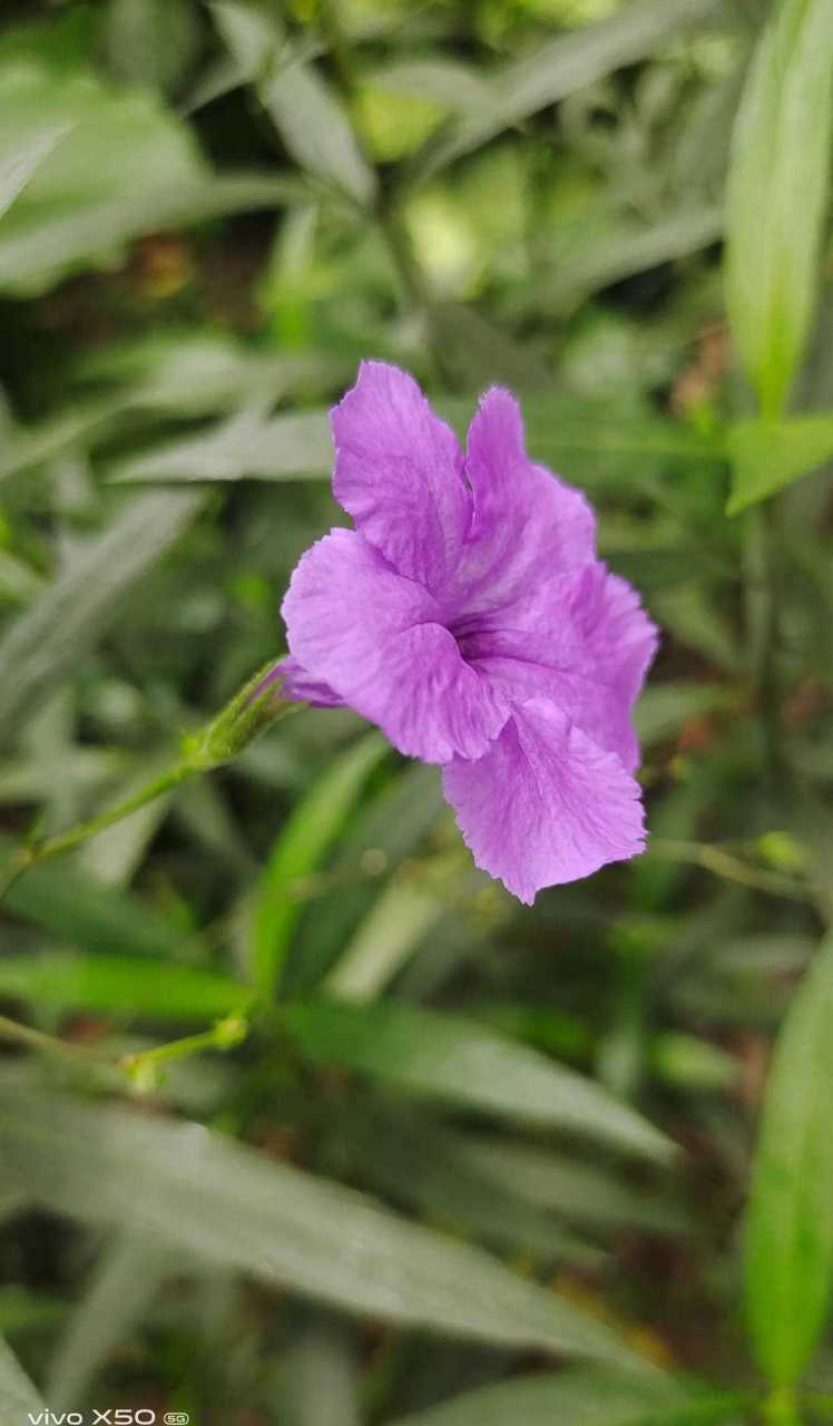 不知道是什么花, 一年四季都开花,[再见] 花形是紫色的喇叭花