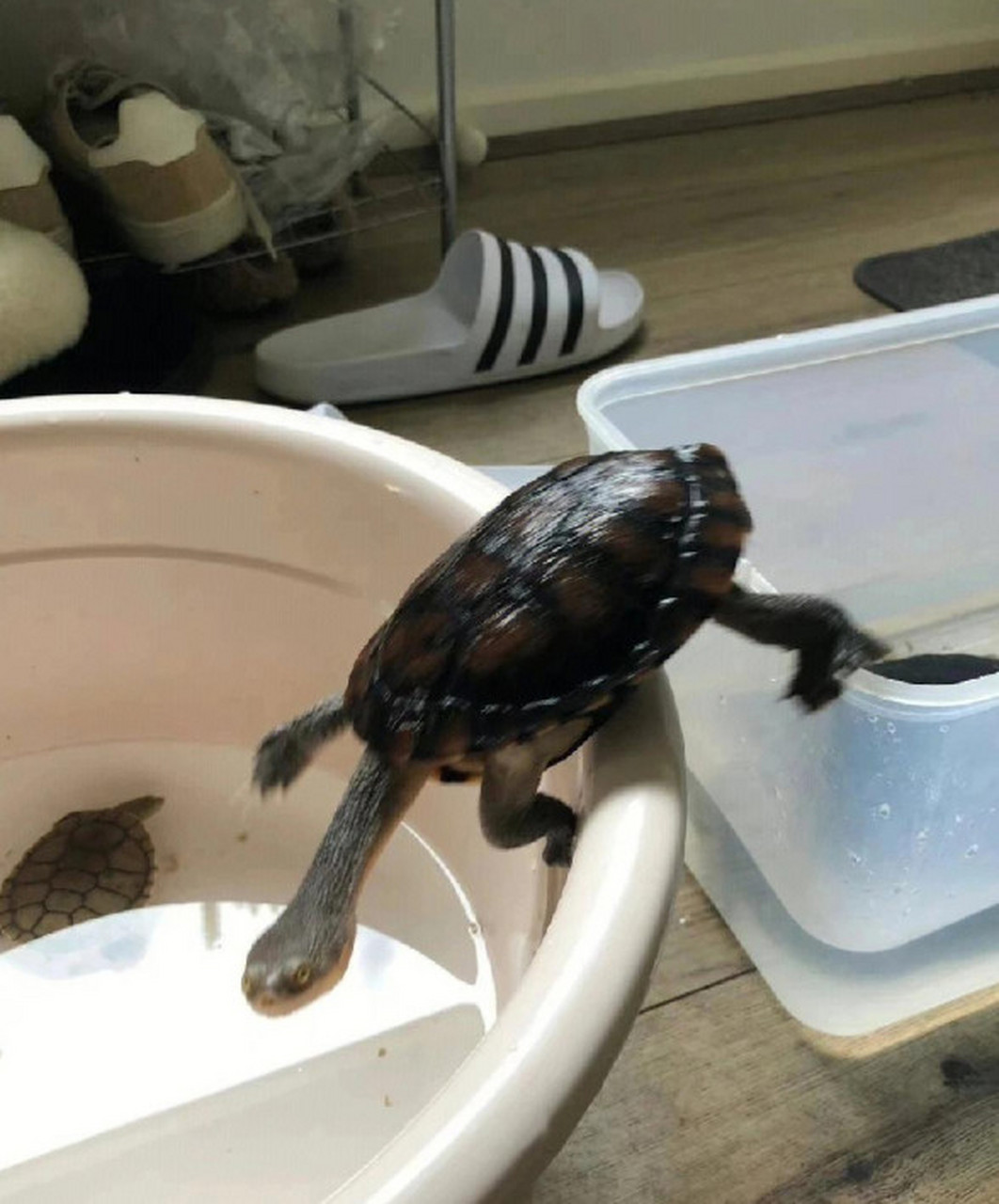 乌龟的头居然可以伸这么长?好形象啊!