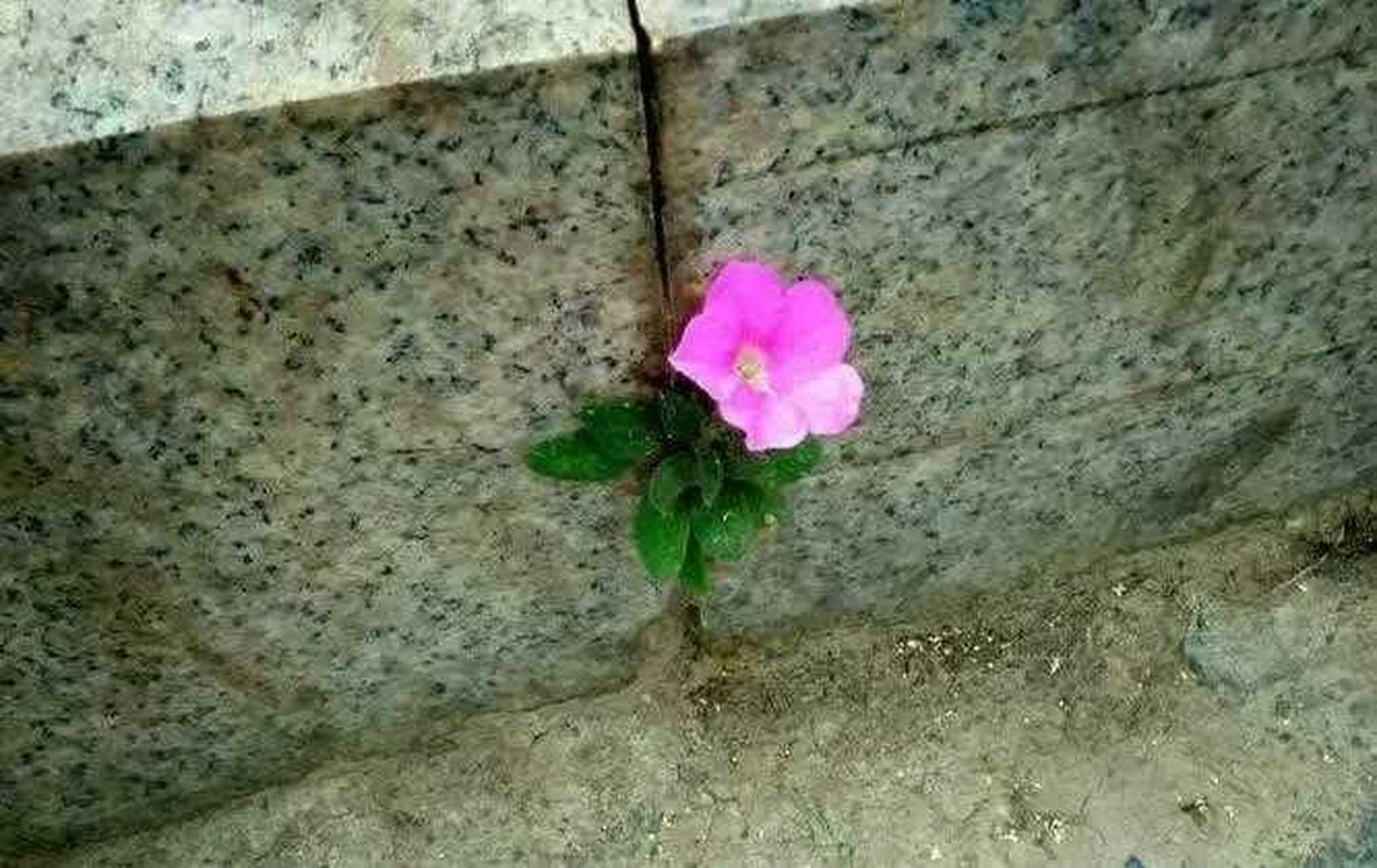 夹缝求生毅力强,任凭雨打与风狂. 莫言小草无宏志,也想金銮作栋梁.