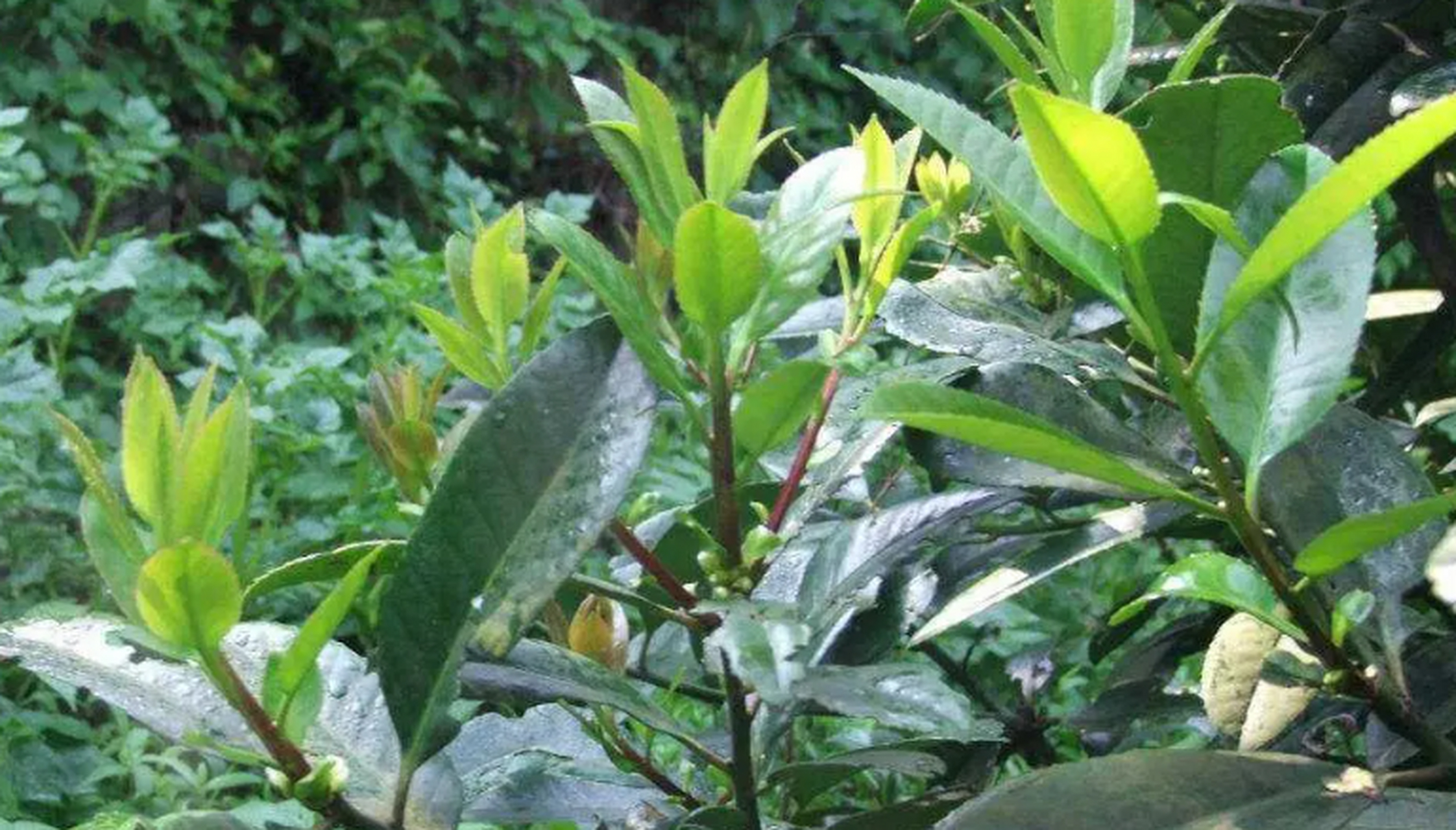 宜宾大叶苦丁茶别称甜茶叶,因其汁清香可口,回味甘甜而得名,又可分为