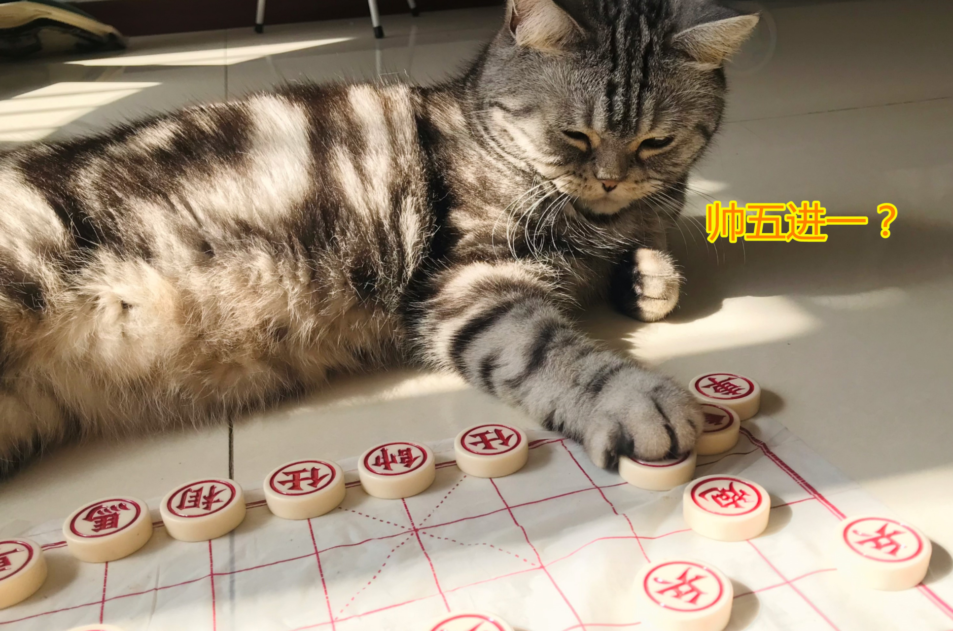 午休时,领导邀请秘书下象棋,秘书不会下,她用女性的魅力说:您要让我